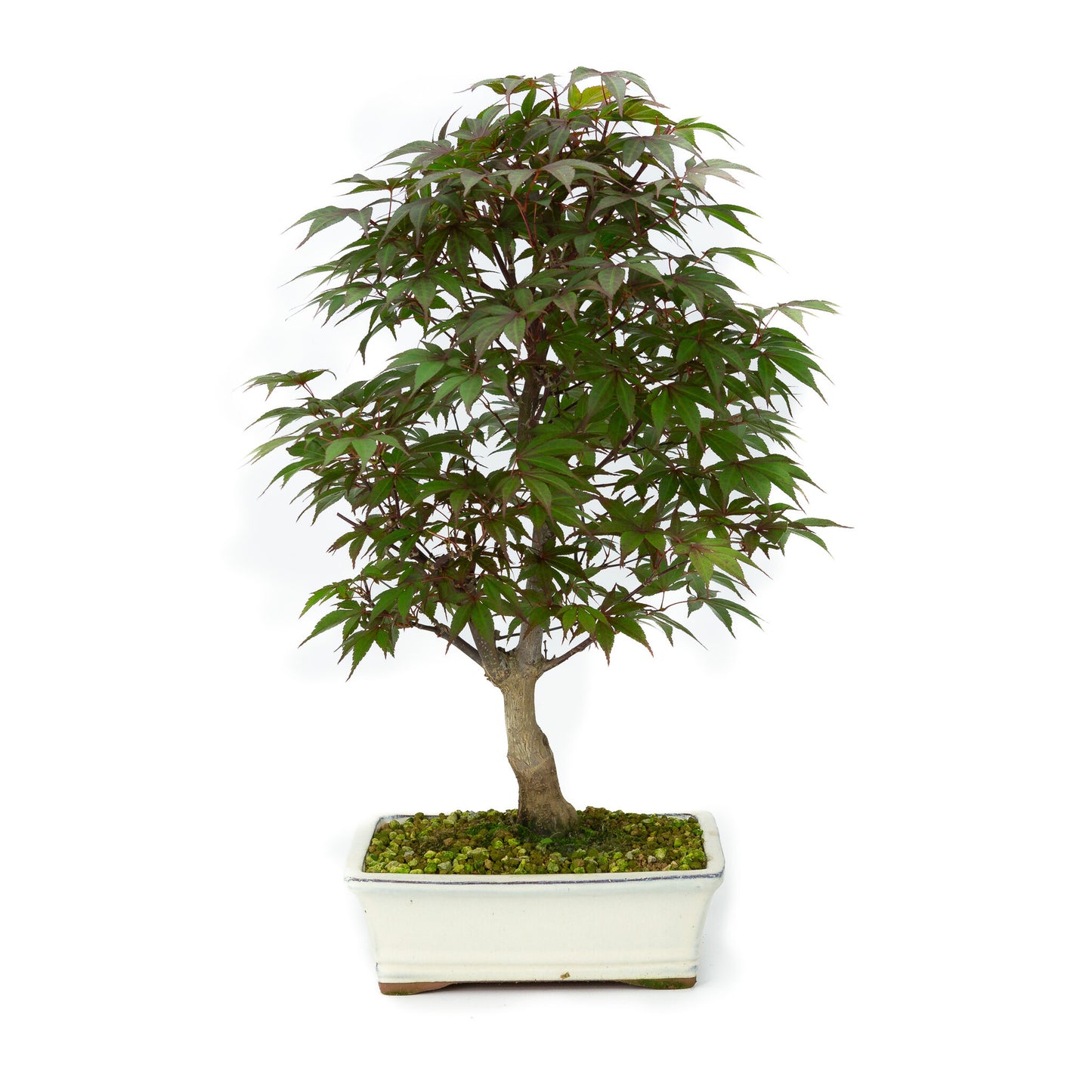 Buiten Bonsai Acer palmatum Deshojo creme rechthoekige pot 21cm, hoogte ~52cm