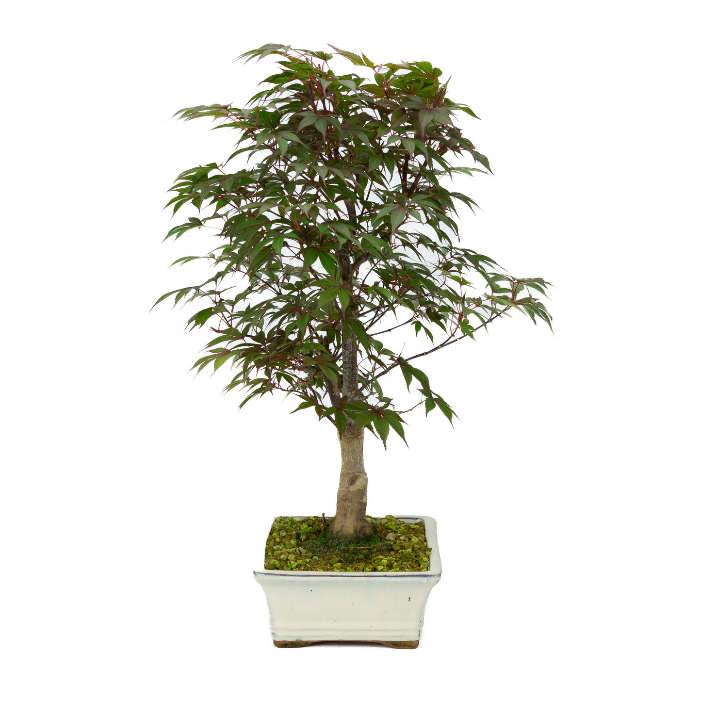 Buiten Bonsai Acer palmatum Deshojo creme rechthoekige pot 21cm, hoogte ~52cm