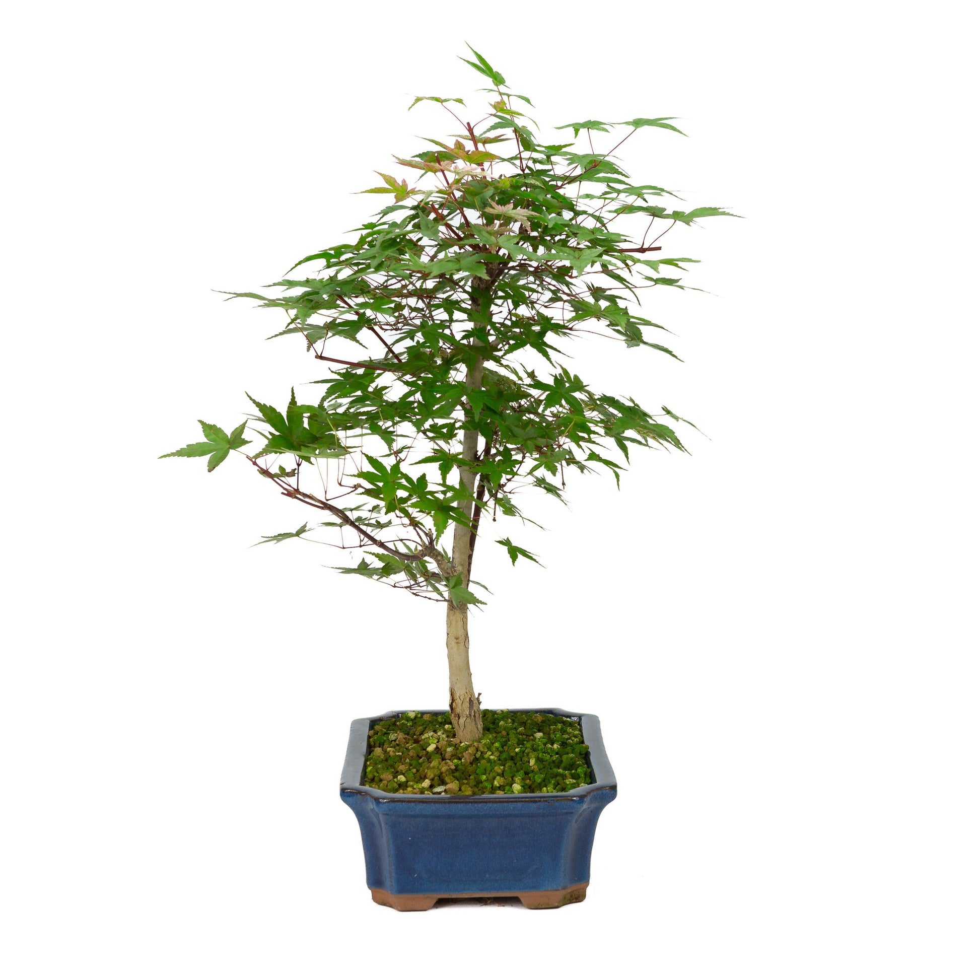 Buiten Bonsai Acer palmatum Deshojo blauwe Mokko pot 25cm, hoogte ~50cm