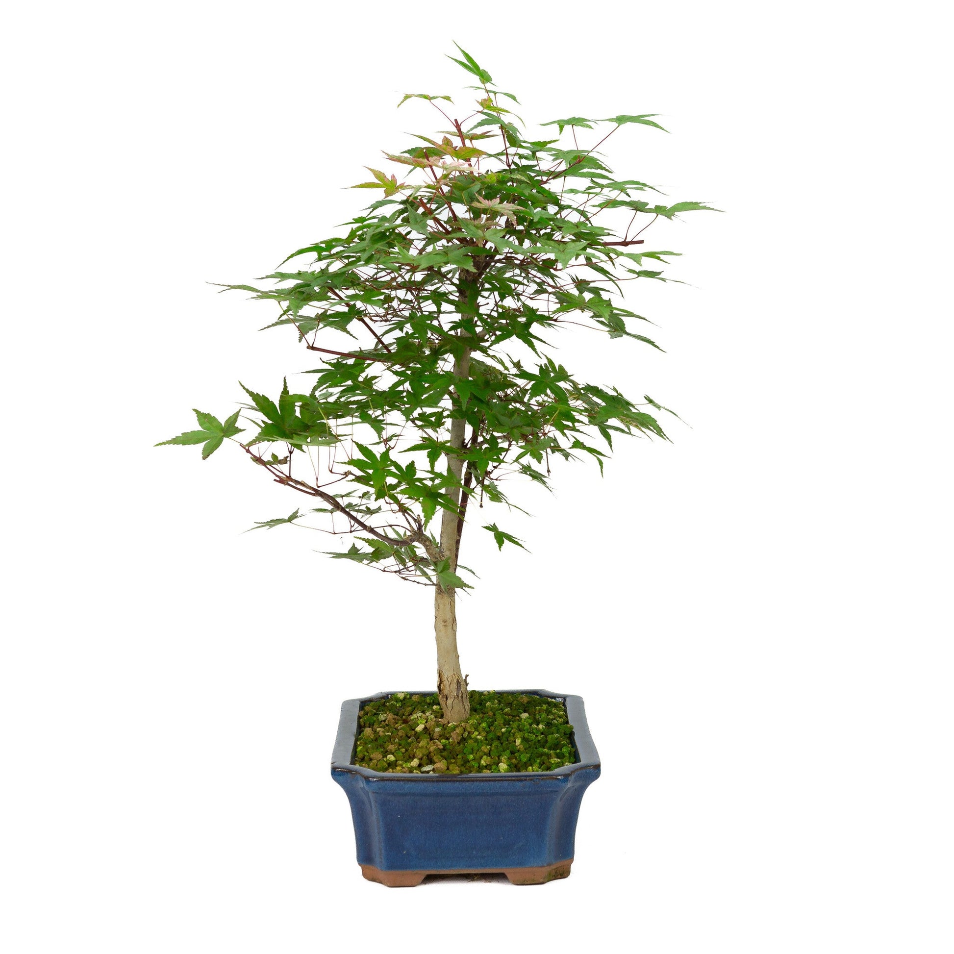Buiten Bonsai Acer palmatum Deshojo blauwe Mokko pot 25cm, hoogte ~50cm