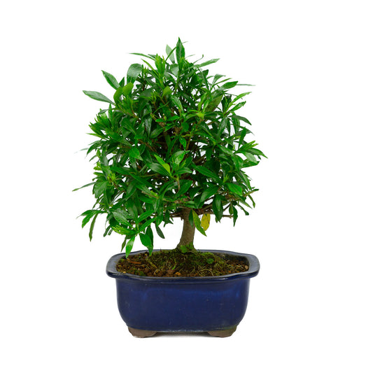 Buiten Bonsai Gardenia blauwe Mokko pot 20cm, hoogte ~37cm