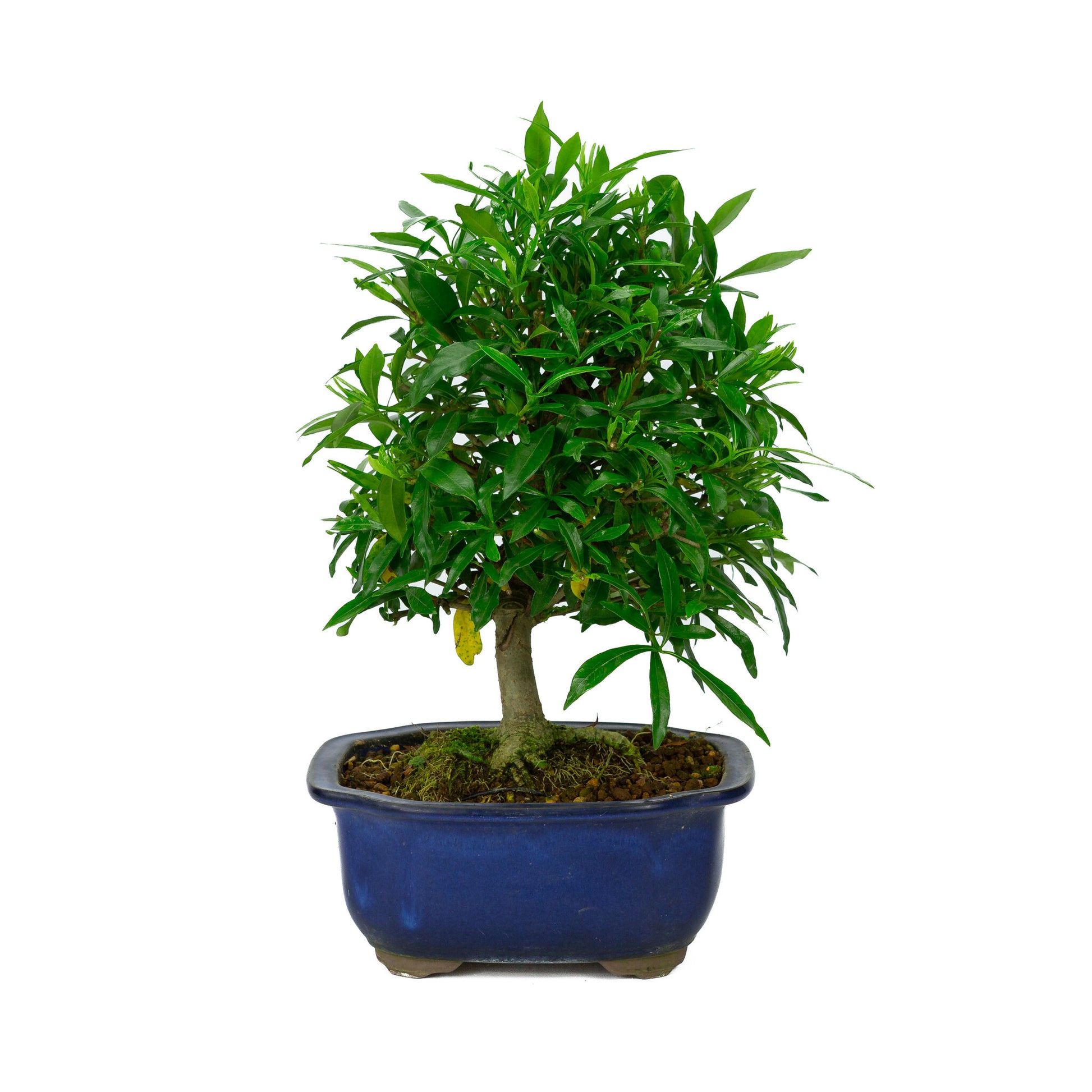 Buiten Bonsai Gardenia blauwe Mokko pot 20cm, hoogte ~37cm