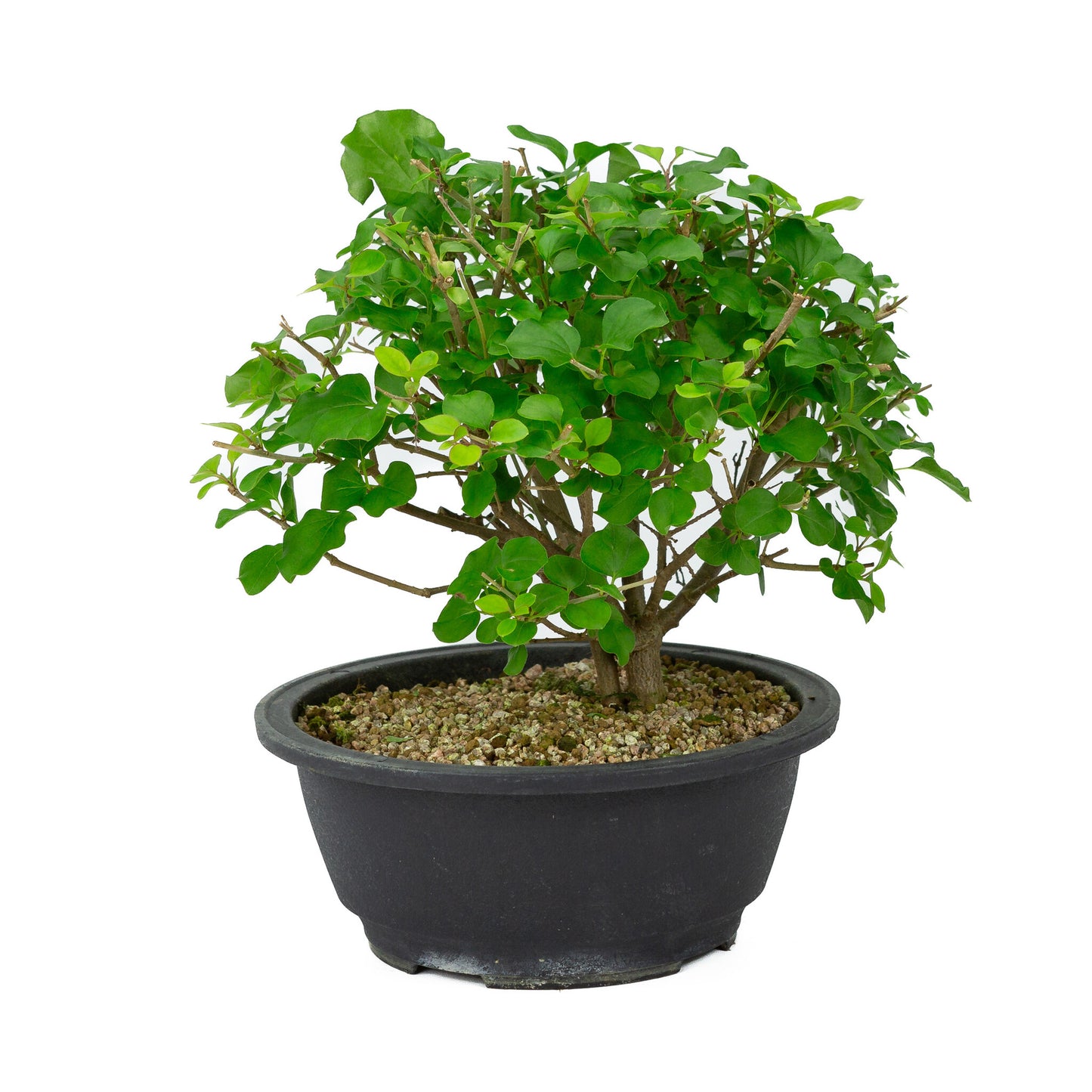 Buiten Bonsai Syringa plastic pot 20cm, hoogte ~ 29cm