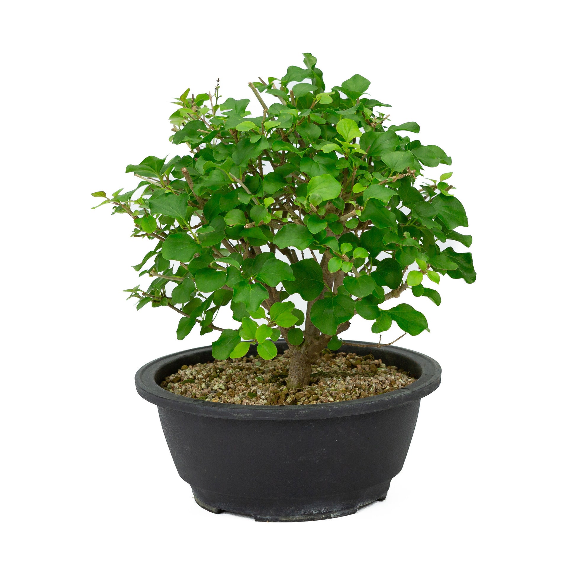 Buiten Bonsai Syringa plastic pot 20cm, hoogte ~ 29cm