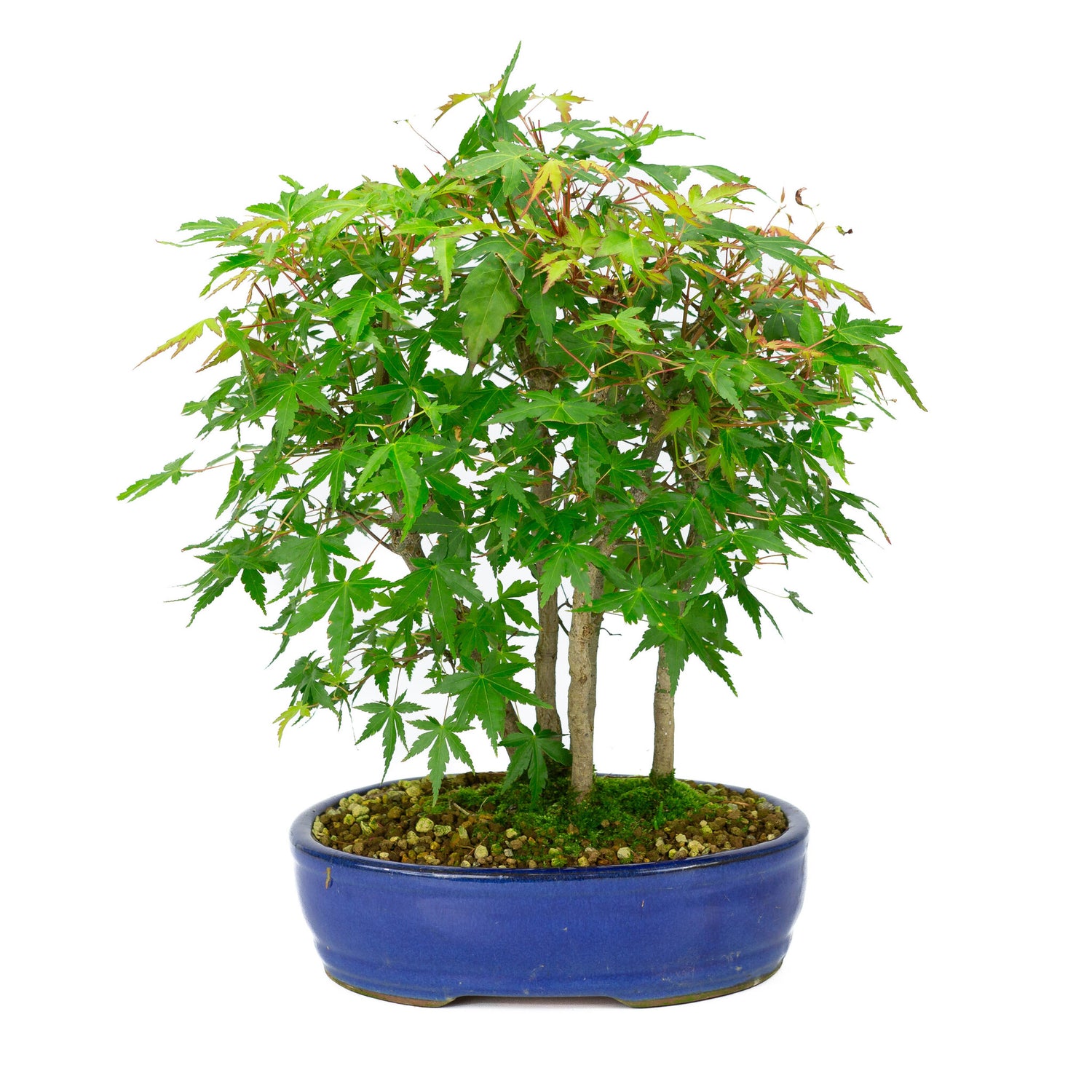 Outdoor Bonsai Acer palmatum blue oval pot 22 cm, height ~36 cm