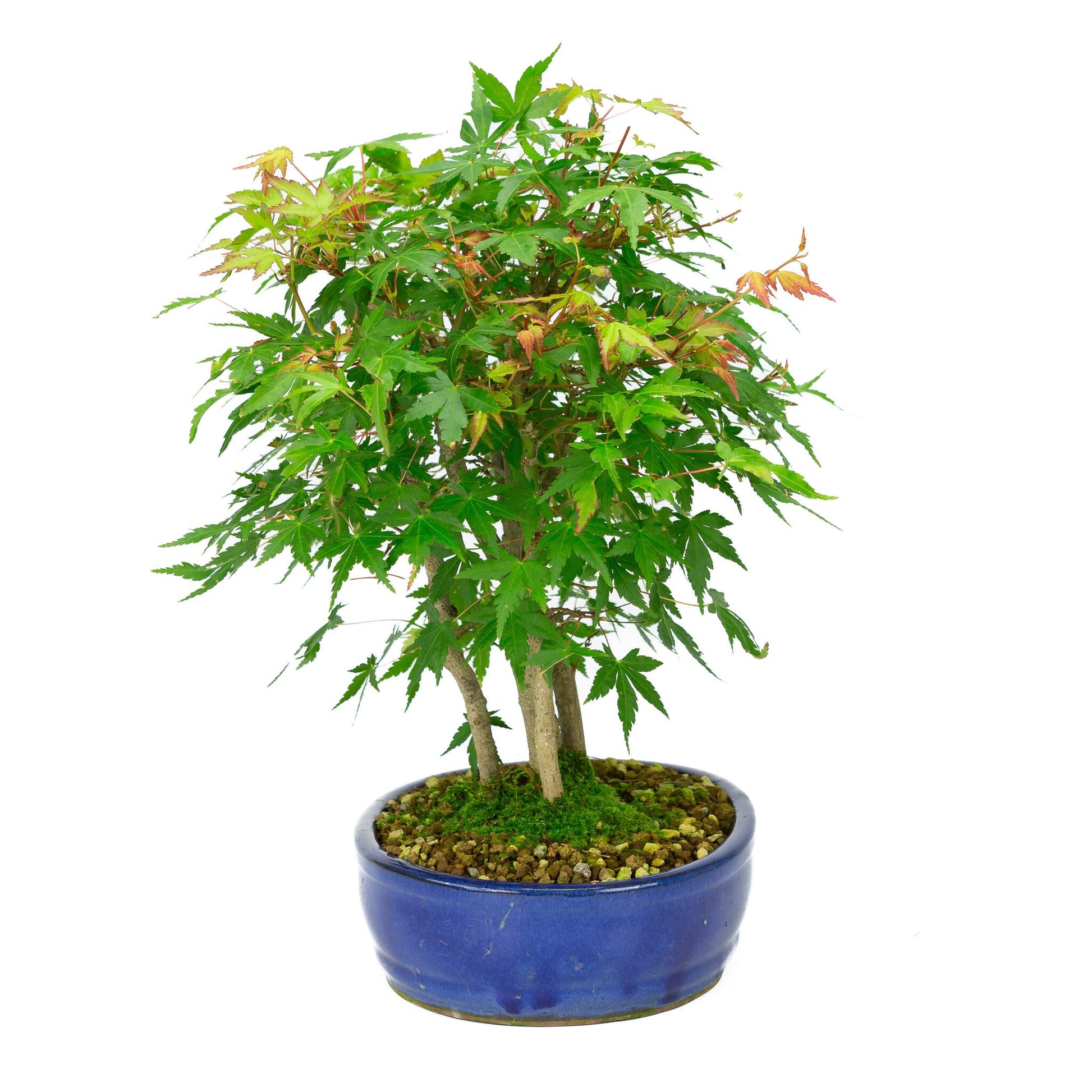 Buiten Bonsai Acer palmatum blauwe ovale pot 22cm, hoogte ~36cm