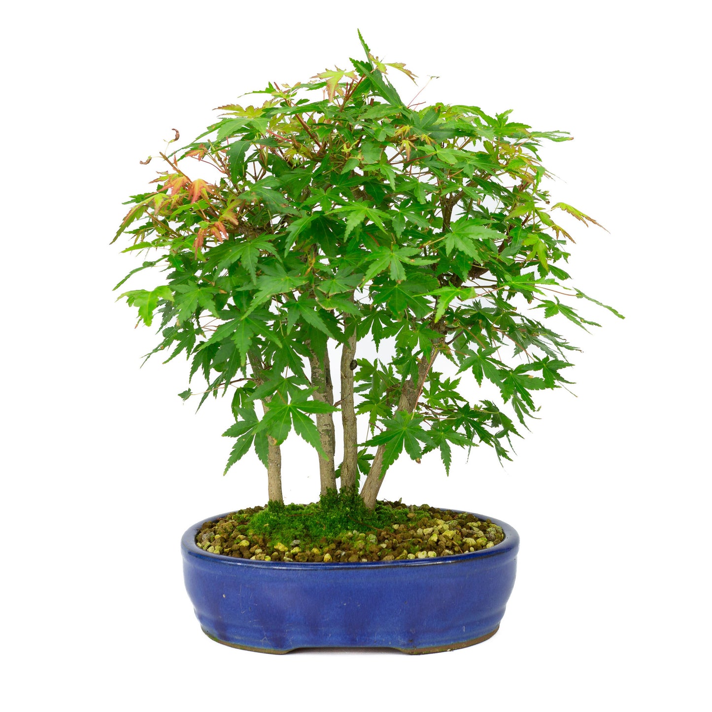 Buiten Bonsai Acer palmatum blauwe ovale pot 22cm, hoogte ~36cm