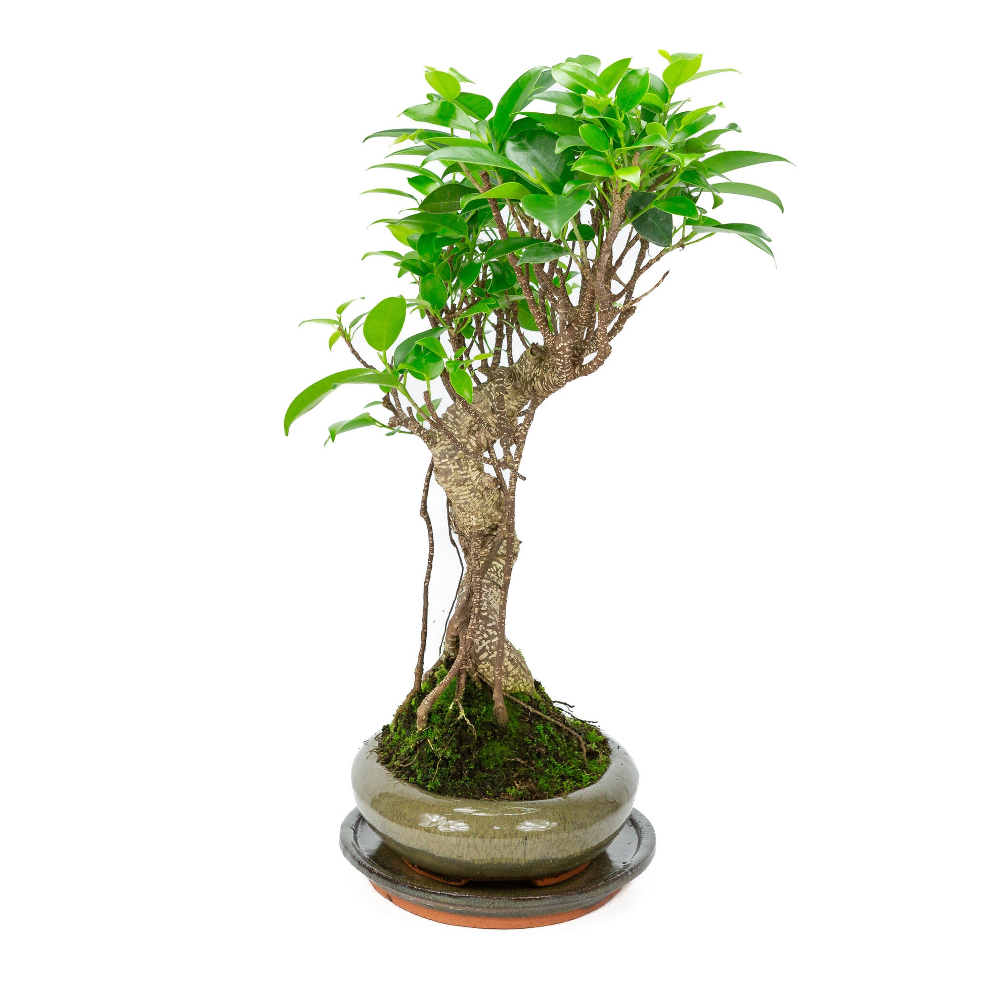 Binnen Bonsai Ficus retusa shape groene ovale pot 24cm, hoogte ~ 40cm