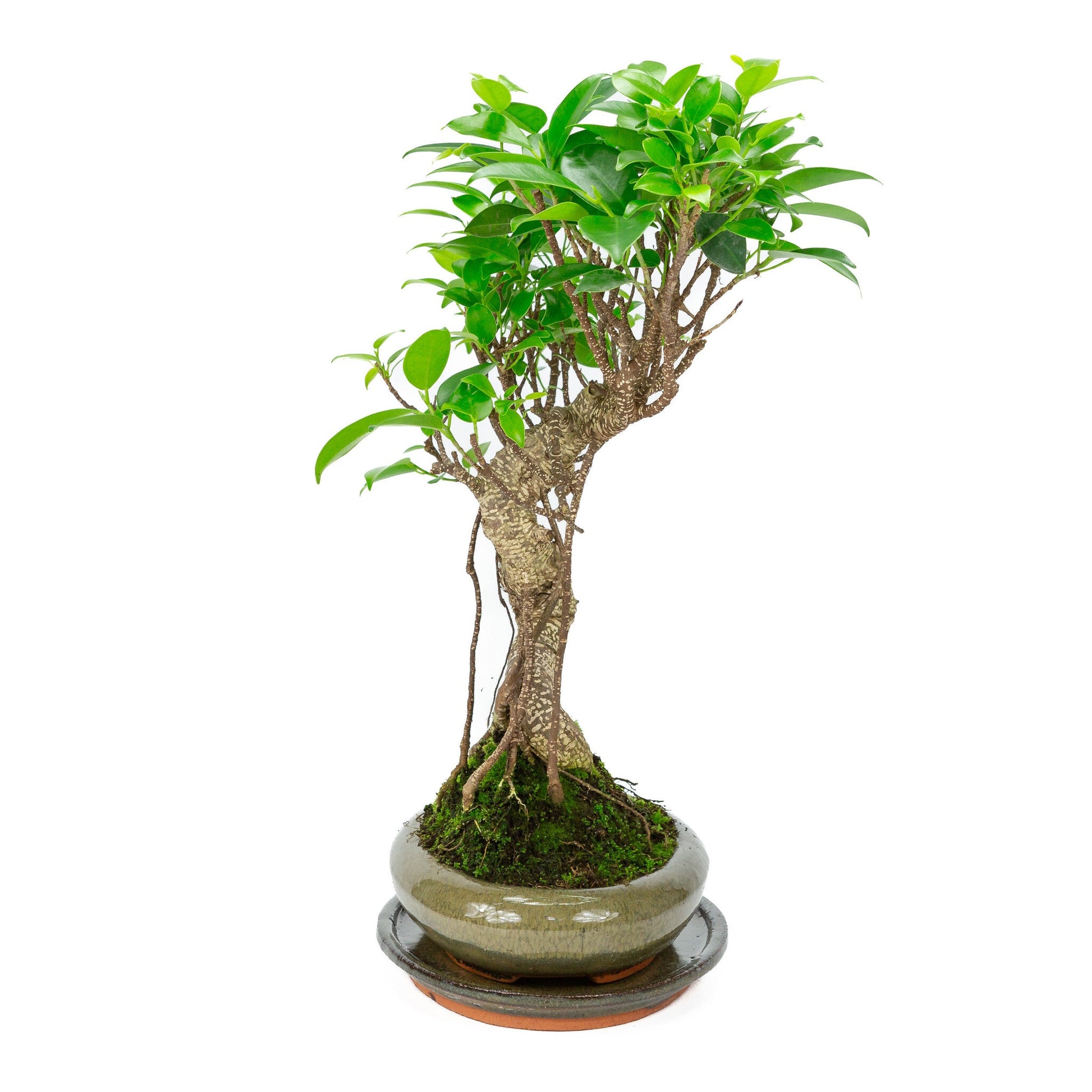 Indoor Bonsai Ficus retusa shape, green oval pot 24cm, height ~40cm