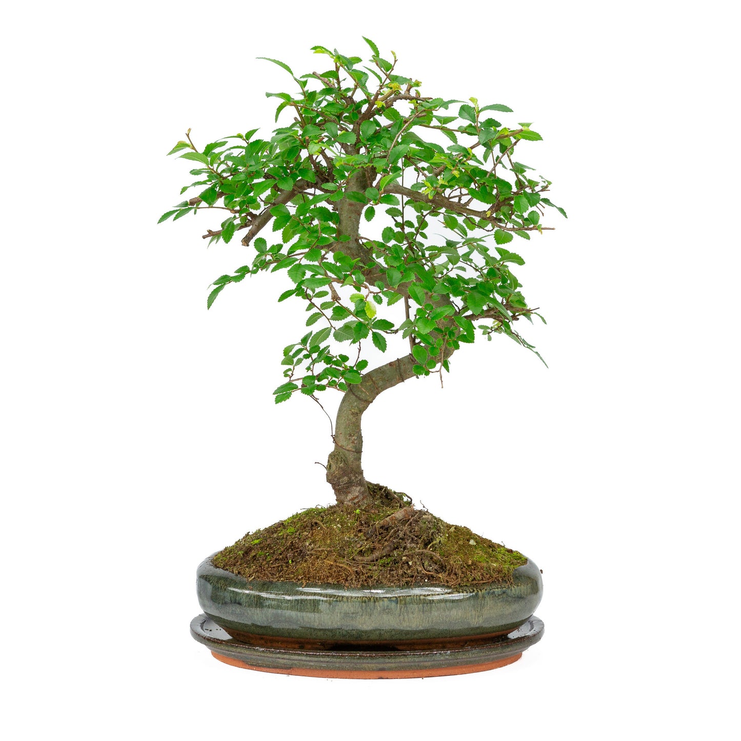 Binnen Bonsai Zelkova shape groene ovale pot 24cm, hoogte ~ 35cm