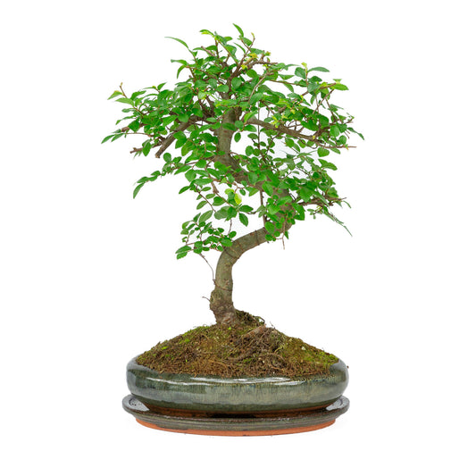 Binnen Bonsai Zelkova shape groene ovale pot 24cm, hoogte ~ 35cm