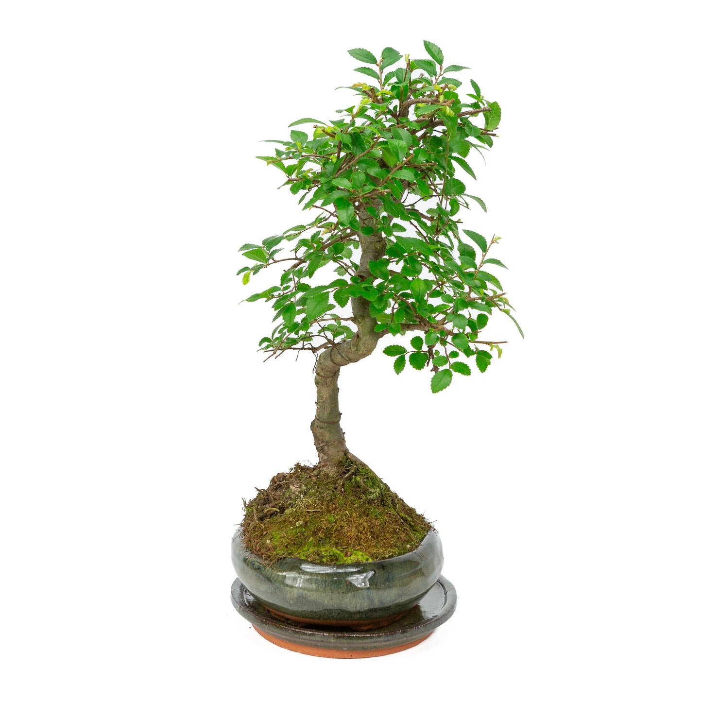 Indoor Bonsai Zelkova-shaped green oval pot 24cm, height ~ 35cm