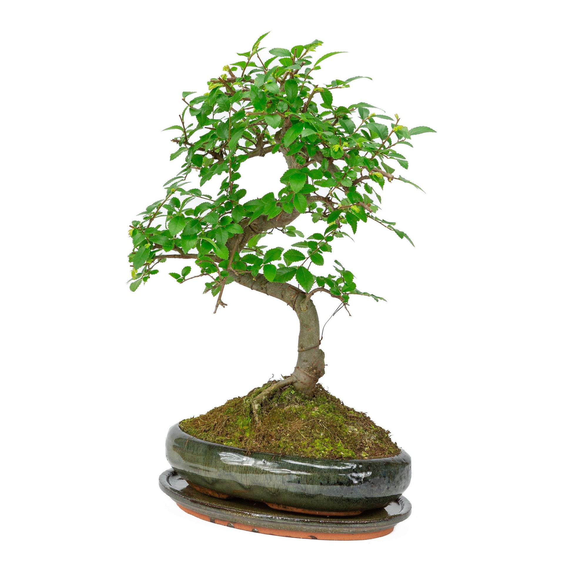 Indoor Bonsai Zelkova-shaped green oval pot 24cm, height ~ 35cm