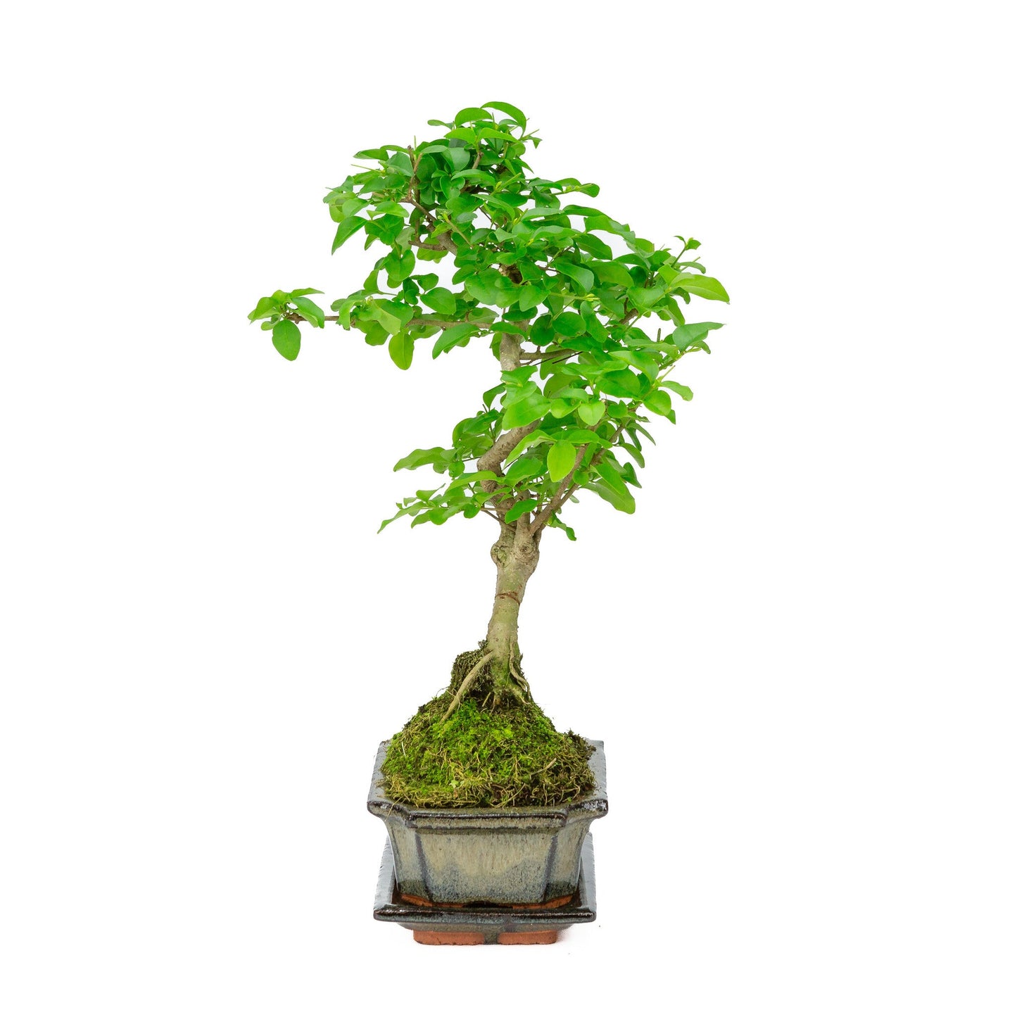 Indoor Bonsai Ligustrum sinensis shape, green rectangular pot 15cm, height ~28cm