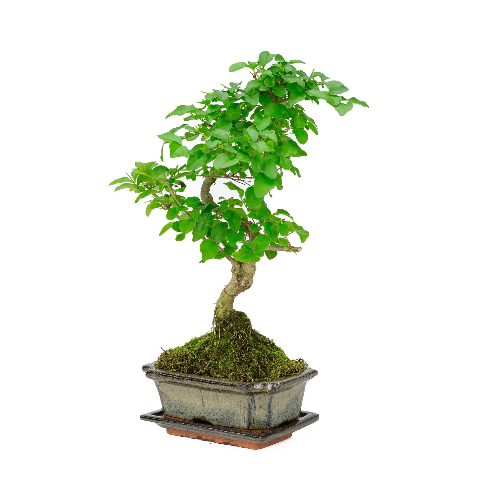 Indoor Bonsai Ligustrum sinensis shape green rectangular pot 15cm, height ~ 28cm