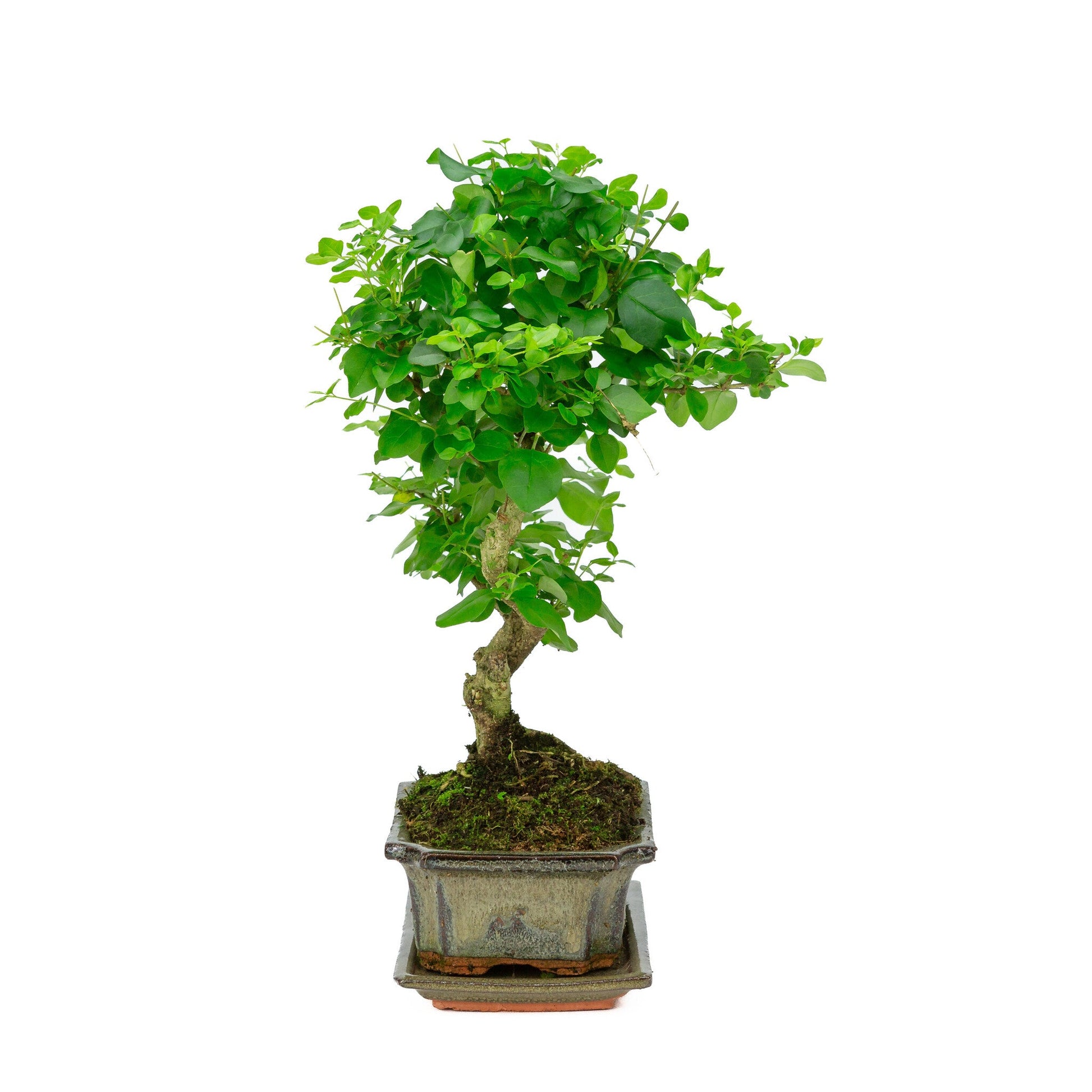 Indoor Bonsai Ligustrum sinensis shape green rectangular pot 20cm, height ~ 33cm