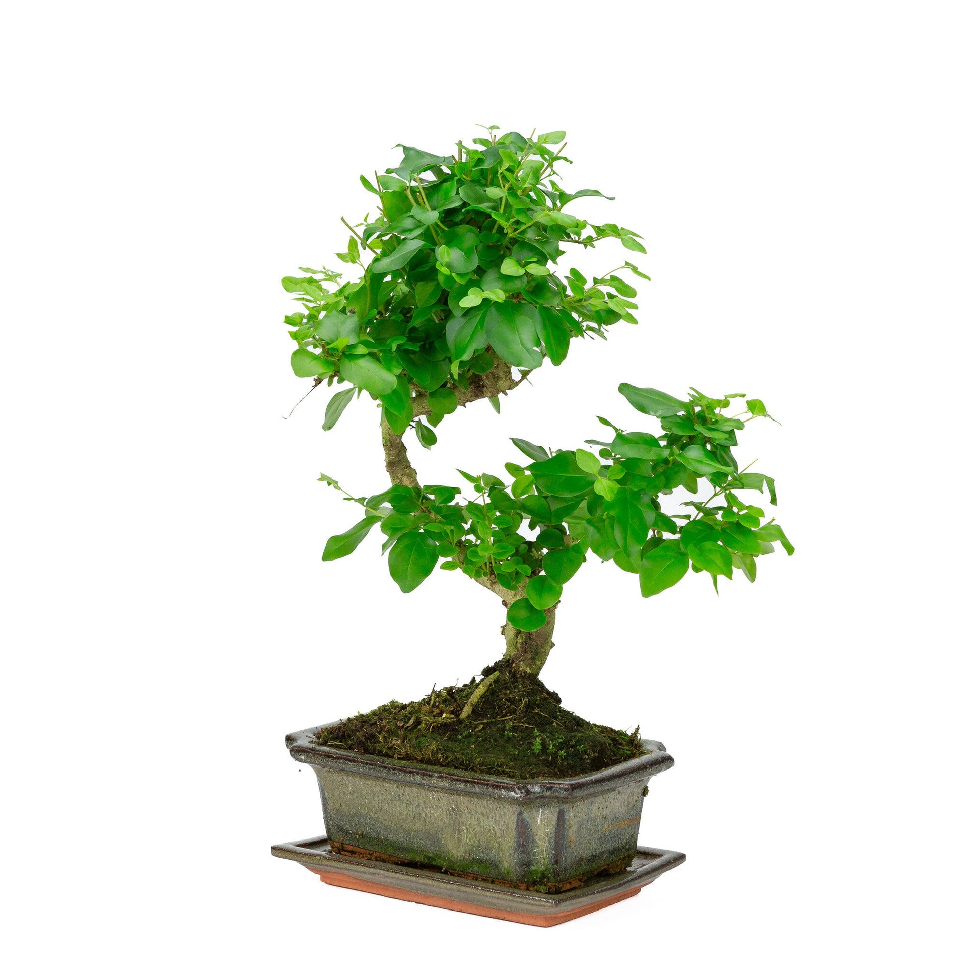 Indoor Bonsai Ligustrum sinensis shape, green rectangular pot 20cm, height ~33cm