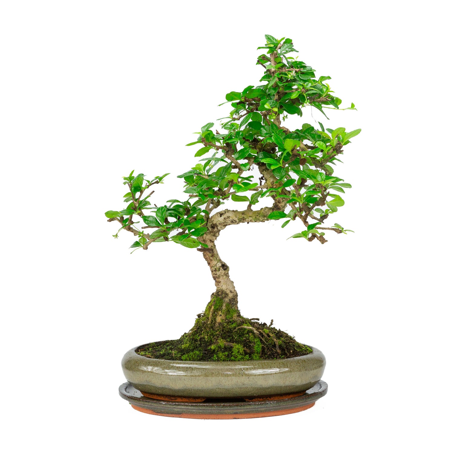 Indoor Bonsai Carmona microphylla shape green oval pot 24 cm, height ~33 cm