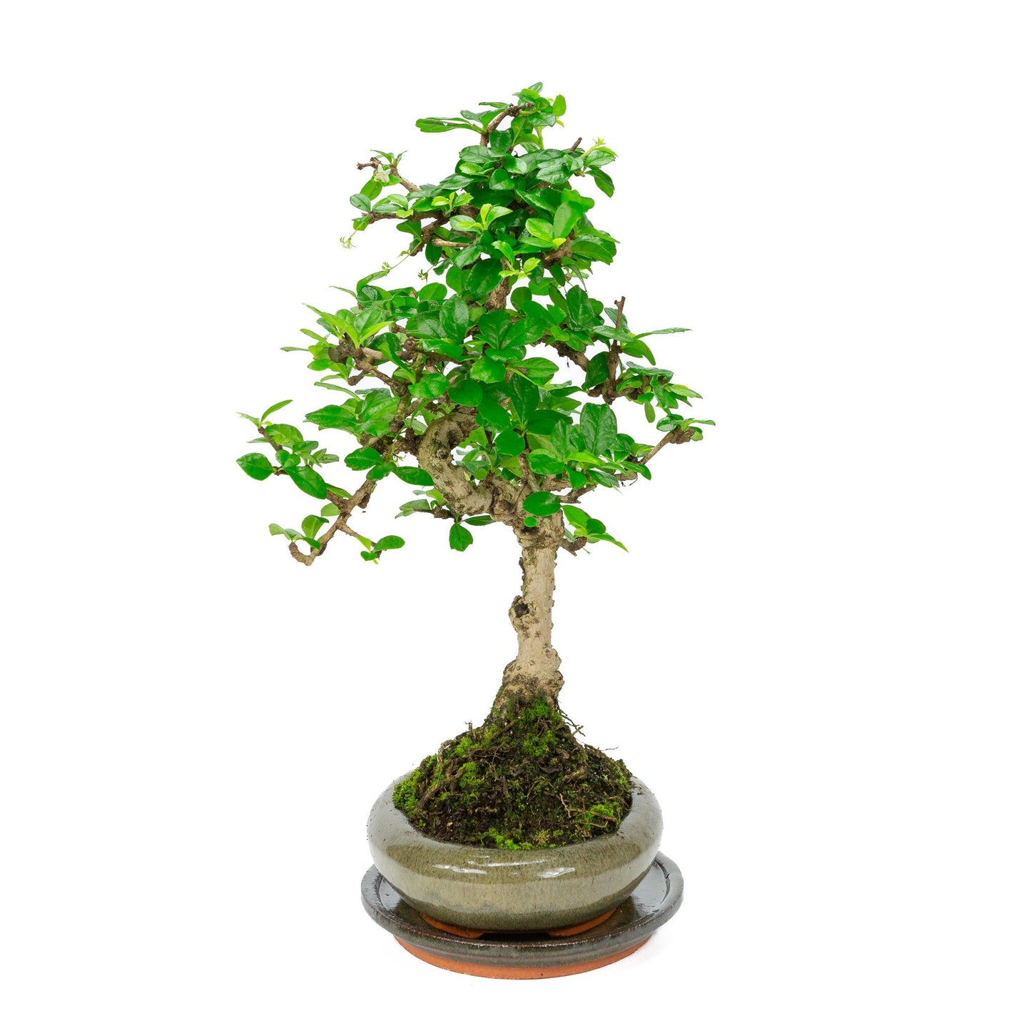Indoor Bonsai Carmona microphylla shape, green oval pot 24cm, height ~33cm