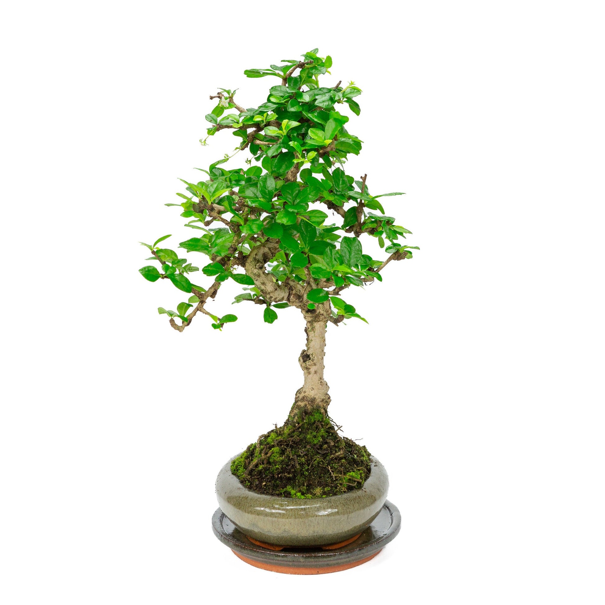 Indoor Bonsai Carmona microphylla shape, green oval pot 24cm, height ~33cm