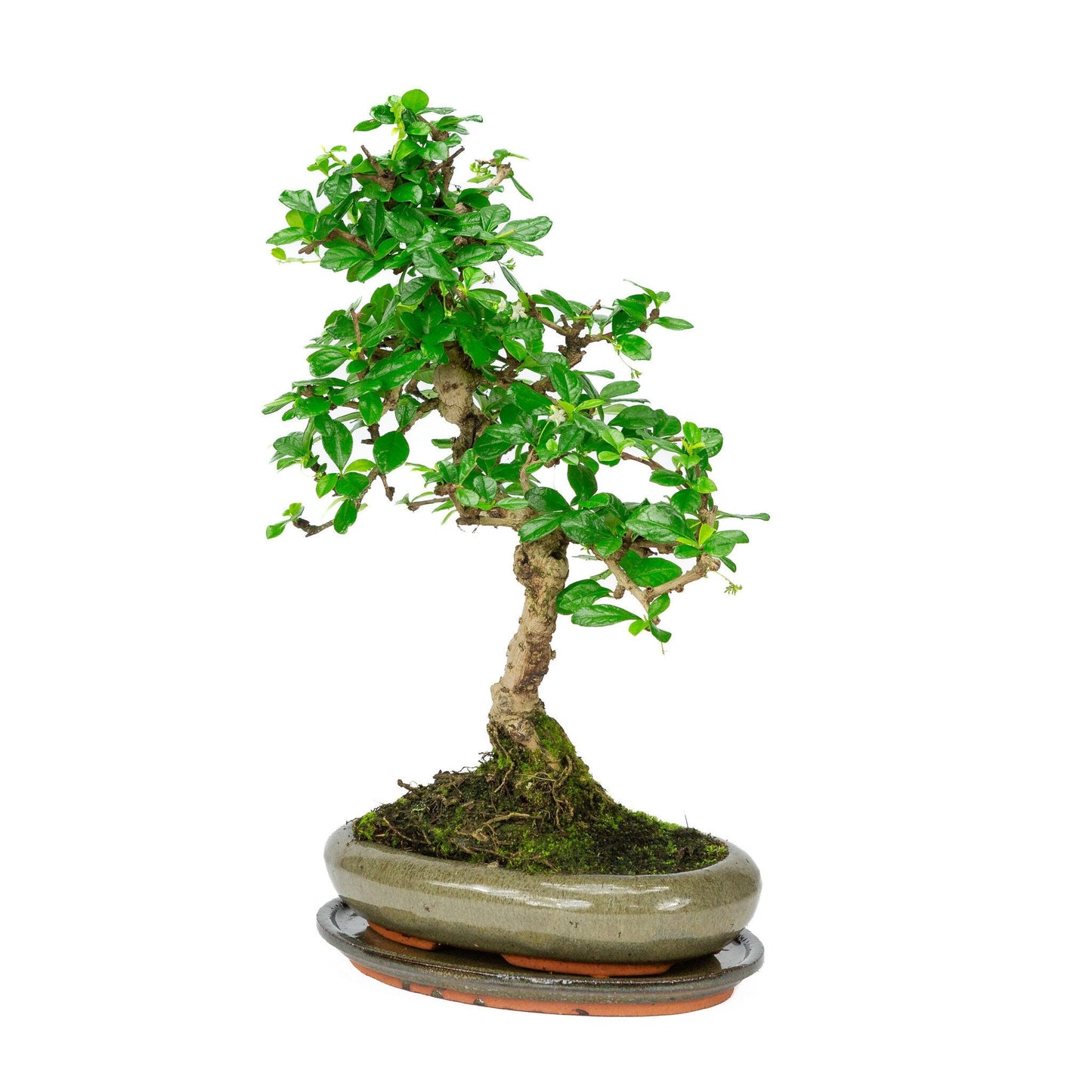 Indoor Bonsai Carmona microphylla shape, green oval pot 24cm, height ~33cm