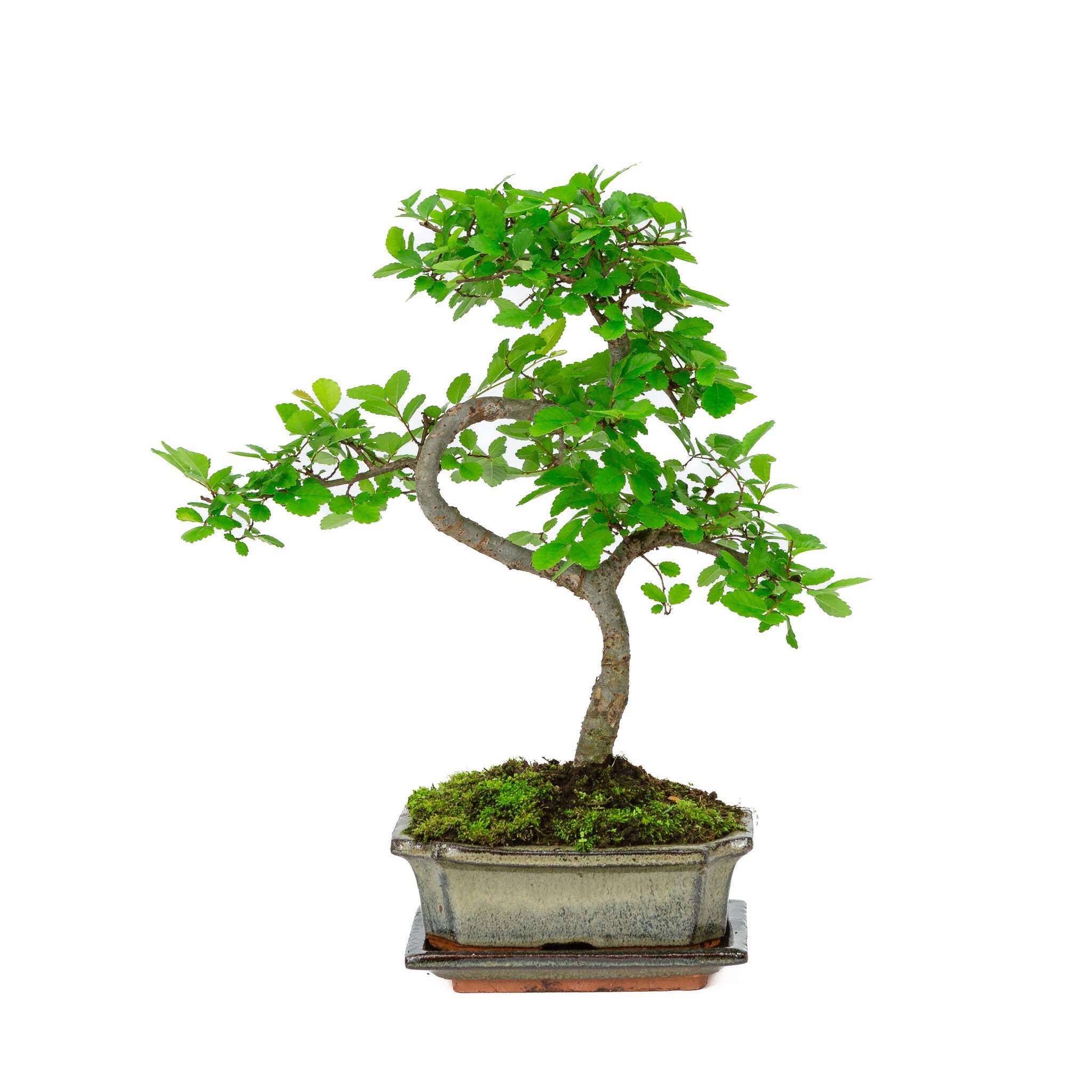 Indoor Bonsai Zelkova broom green rectangular pot 15cm, height