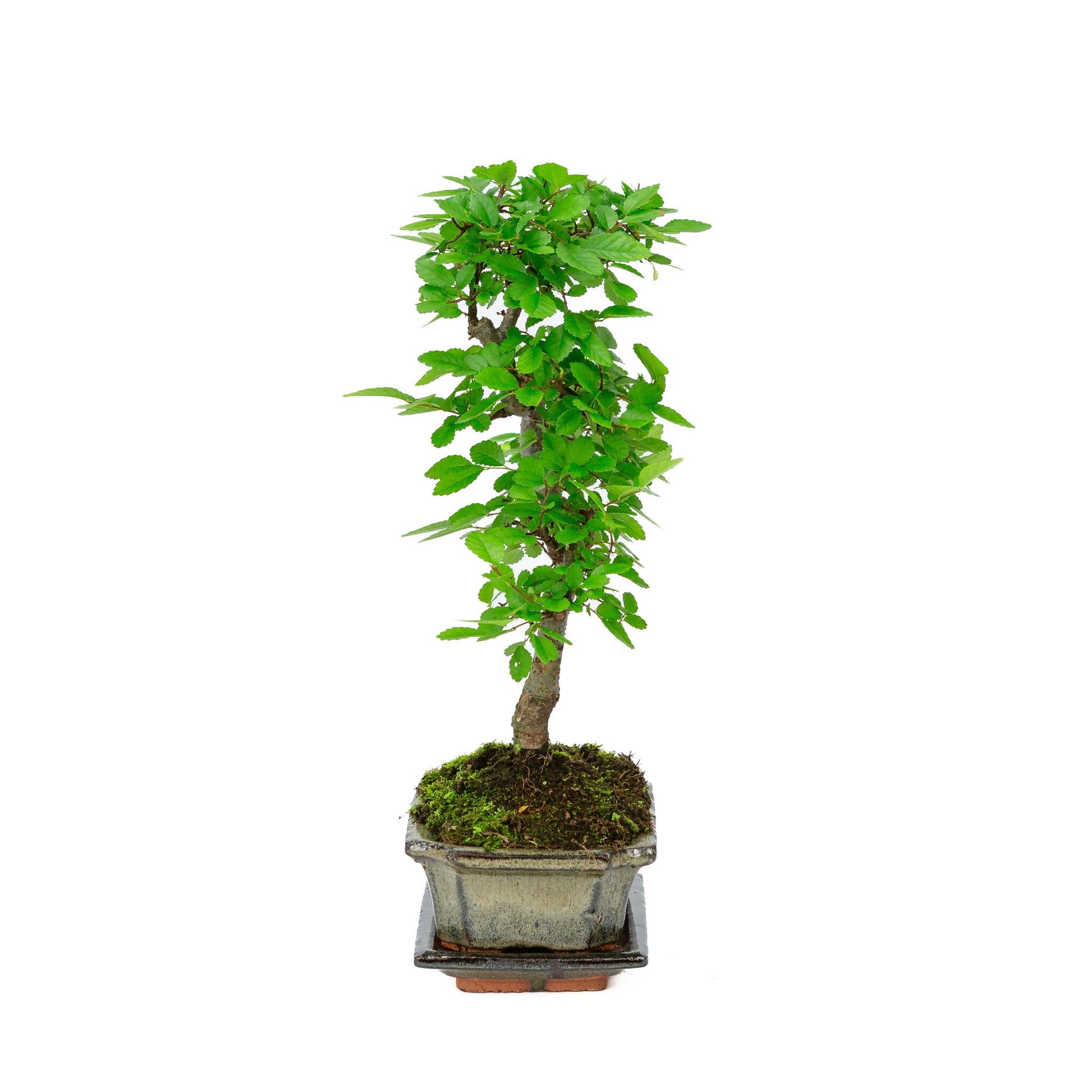 Indoor Bonsai Zelkova-shaped green rectangular pot 15cm, height ~ 30cm