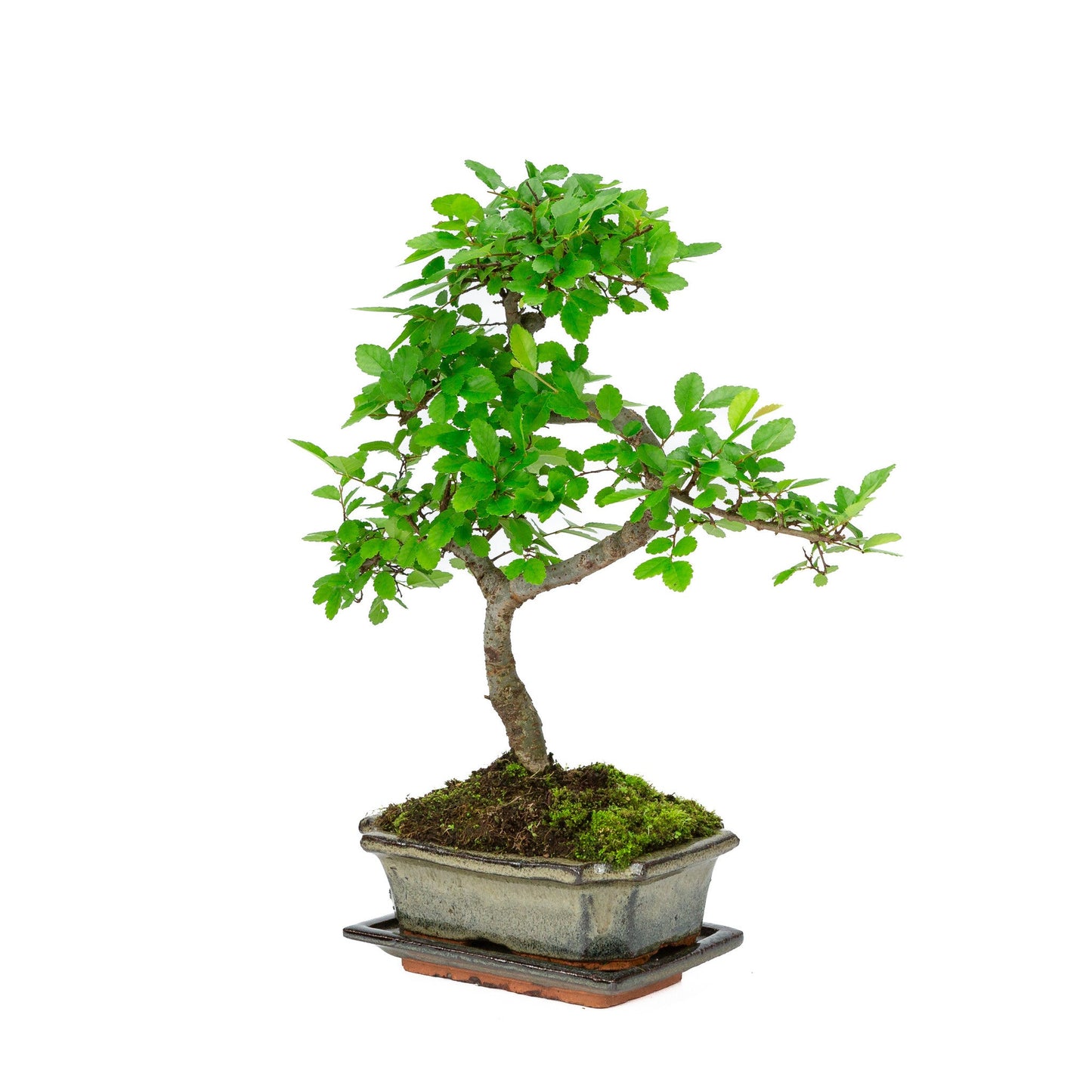 Indoor Bonsai Zelkova-shaped green rectangular pot 15cm, height ~ 30cm