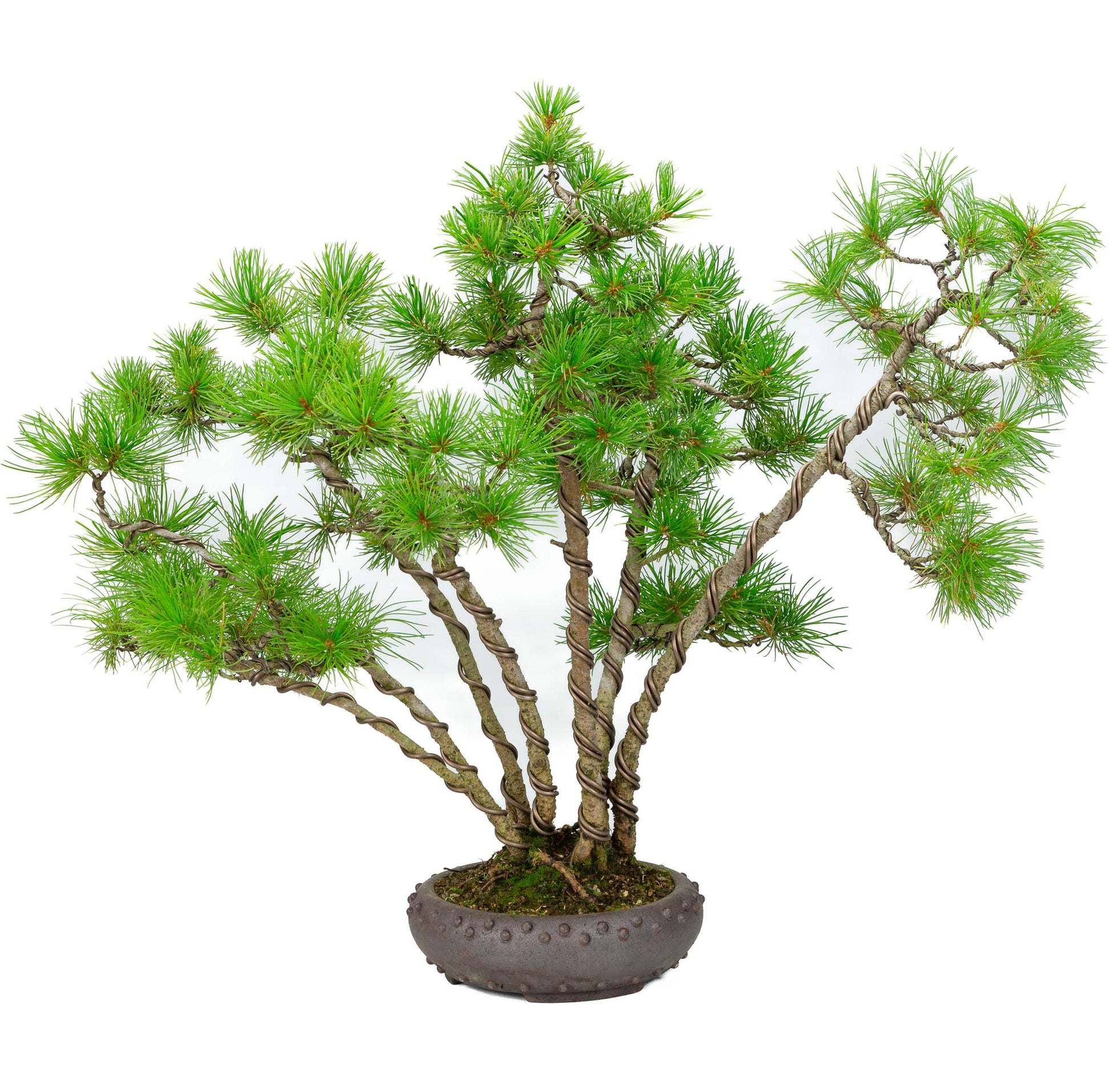 Buiten Bonsai Pinus parviflora ongeglazuurde ronde trommel pot 19cm, hoogte ~50cm