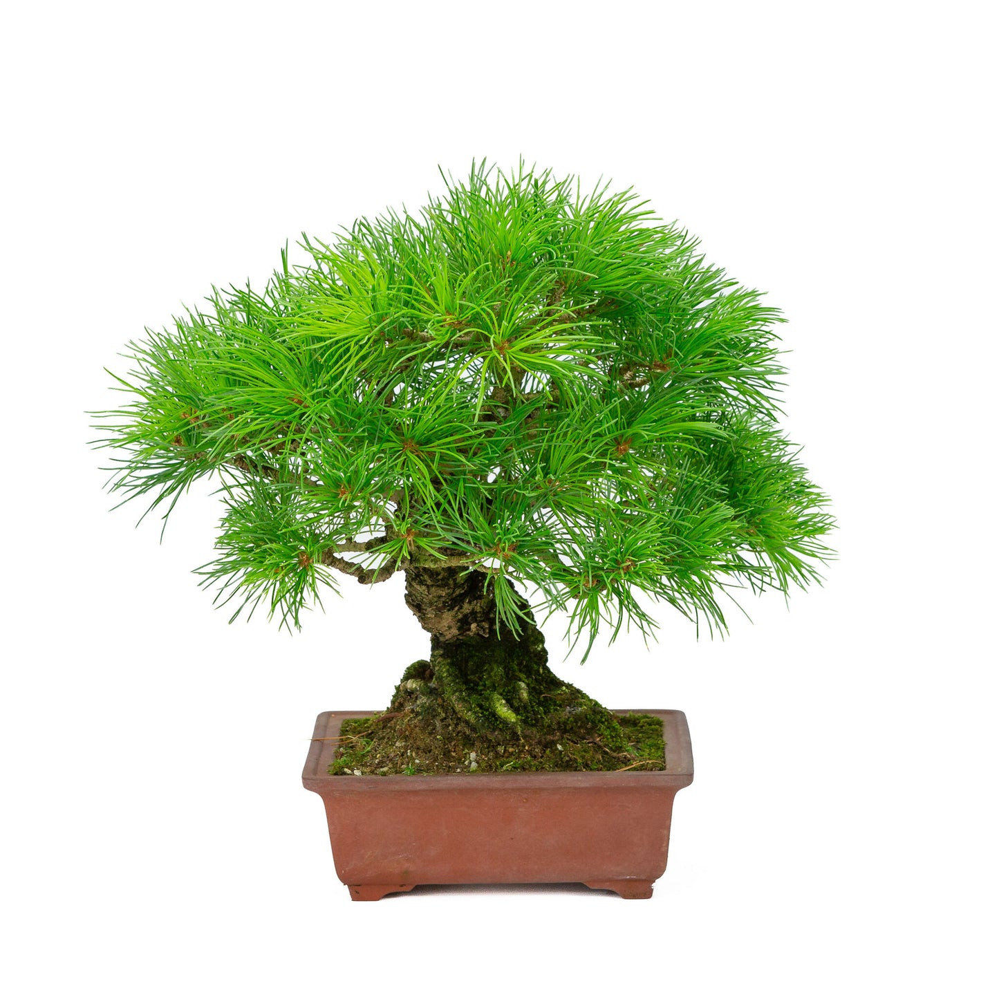 Buiten Bonsai Pinus parviflora ongeglazuurde rechthoekige pot 15cm, hoogte ~28cm