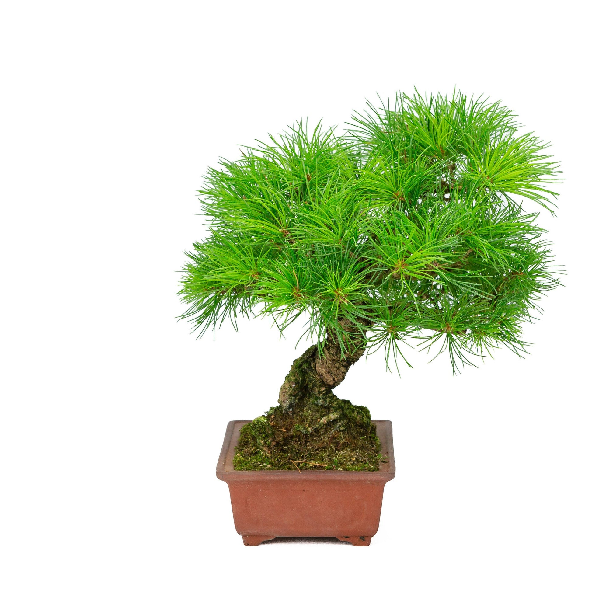 Buiten Bonsai Pinus parviflora ongeglazuurde rechthoekige pot 15cm, hoogte ~28cm