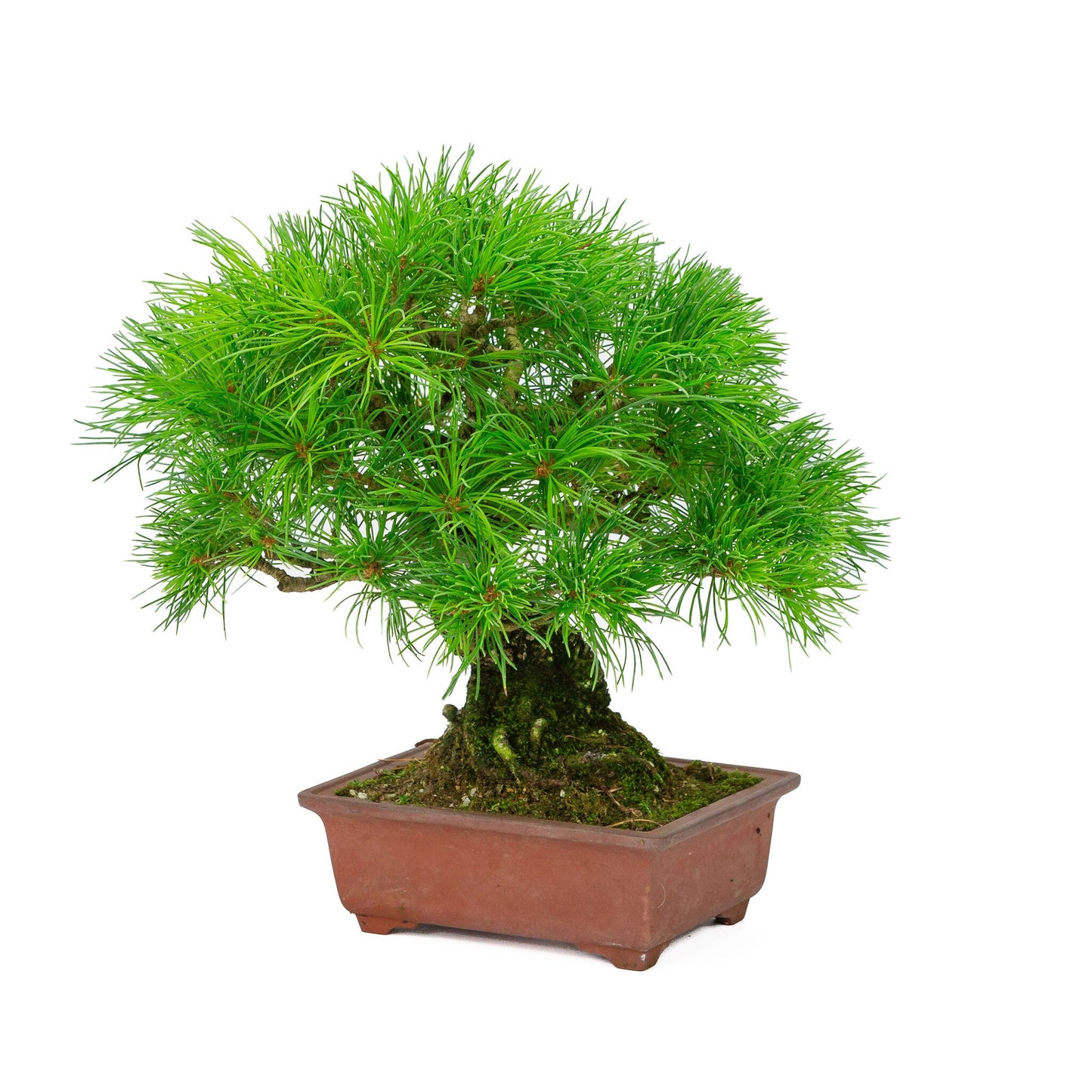 Buiten Bonsai Pinus parviflora ongeglazuurde rechthoekige pot 15cm, hoogte ~28cm