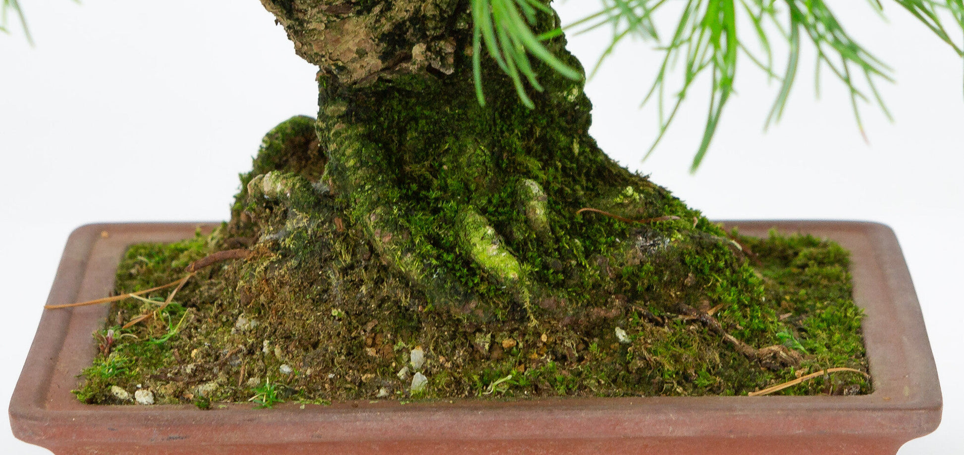 Buiten Bonsai Pinus parviflora ongeglazuurde rechthoekige pot 15cm, hoogte ~28cm