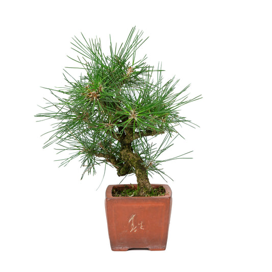 Buiten Bonsai Pinus thunbergii ongeglazuurde vierhoekige pot 11cm, hoogte ~35cm