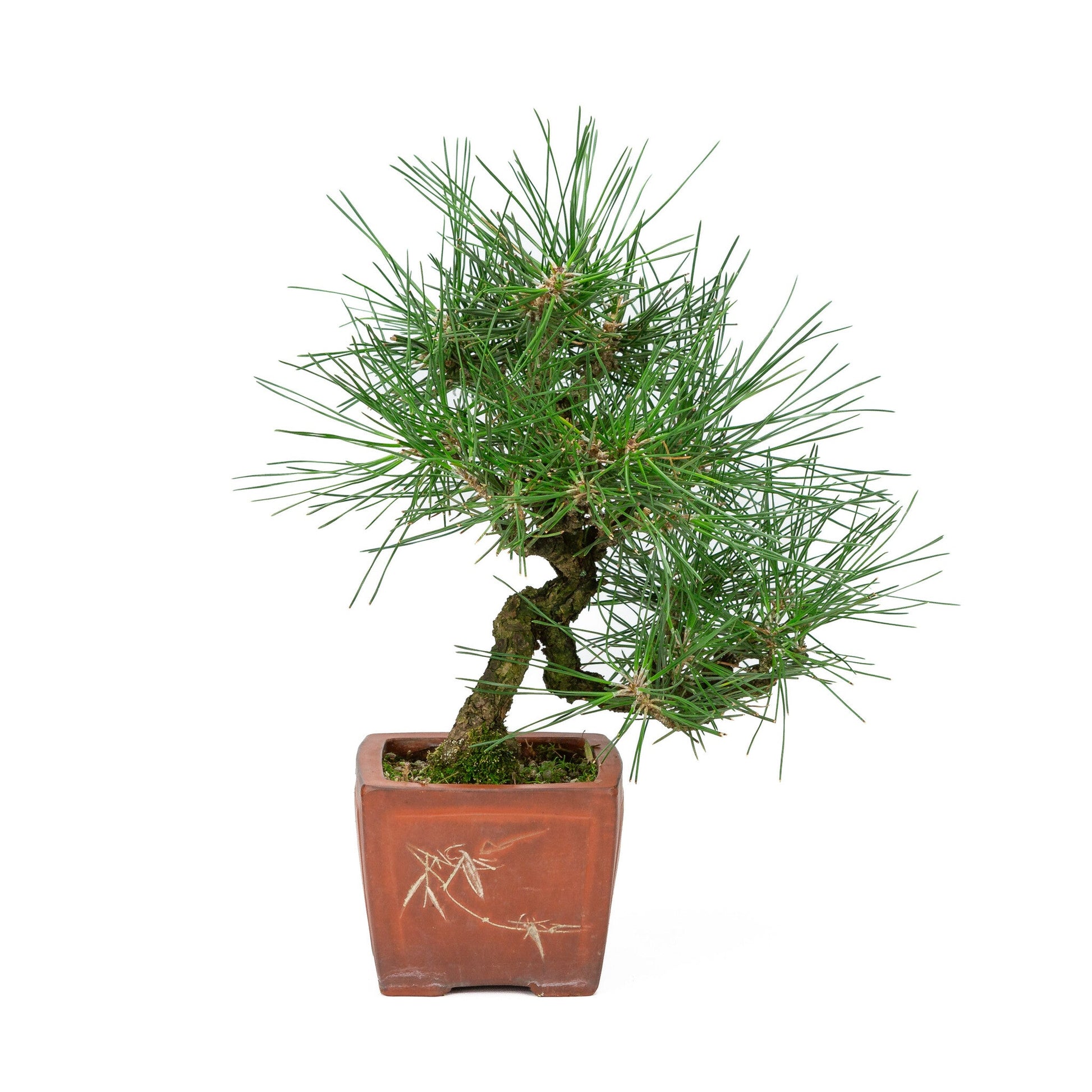 Outdoor Bonsai Pinus thunbergii unglazed quadrangular pot 11cm, height ~35cm
