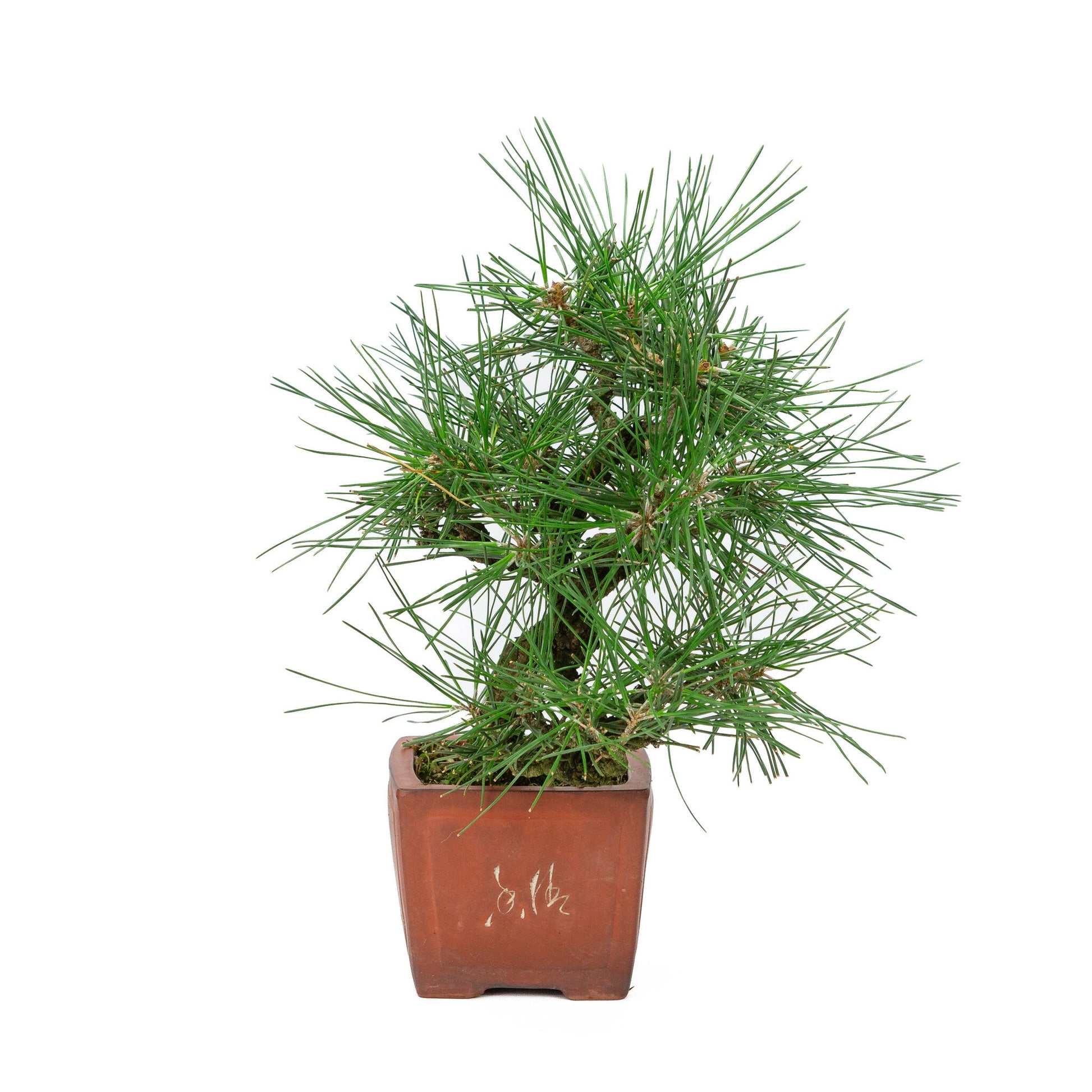 Outdoor Bonsai Pinus thunbergii unglazed quadrangular pot 11cm, height ~35cm