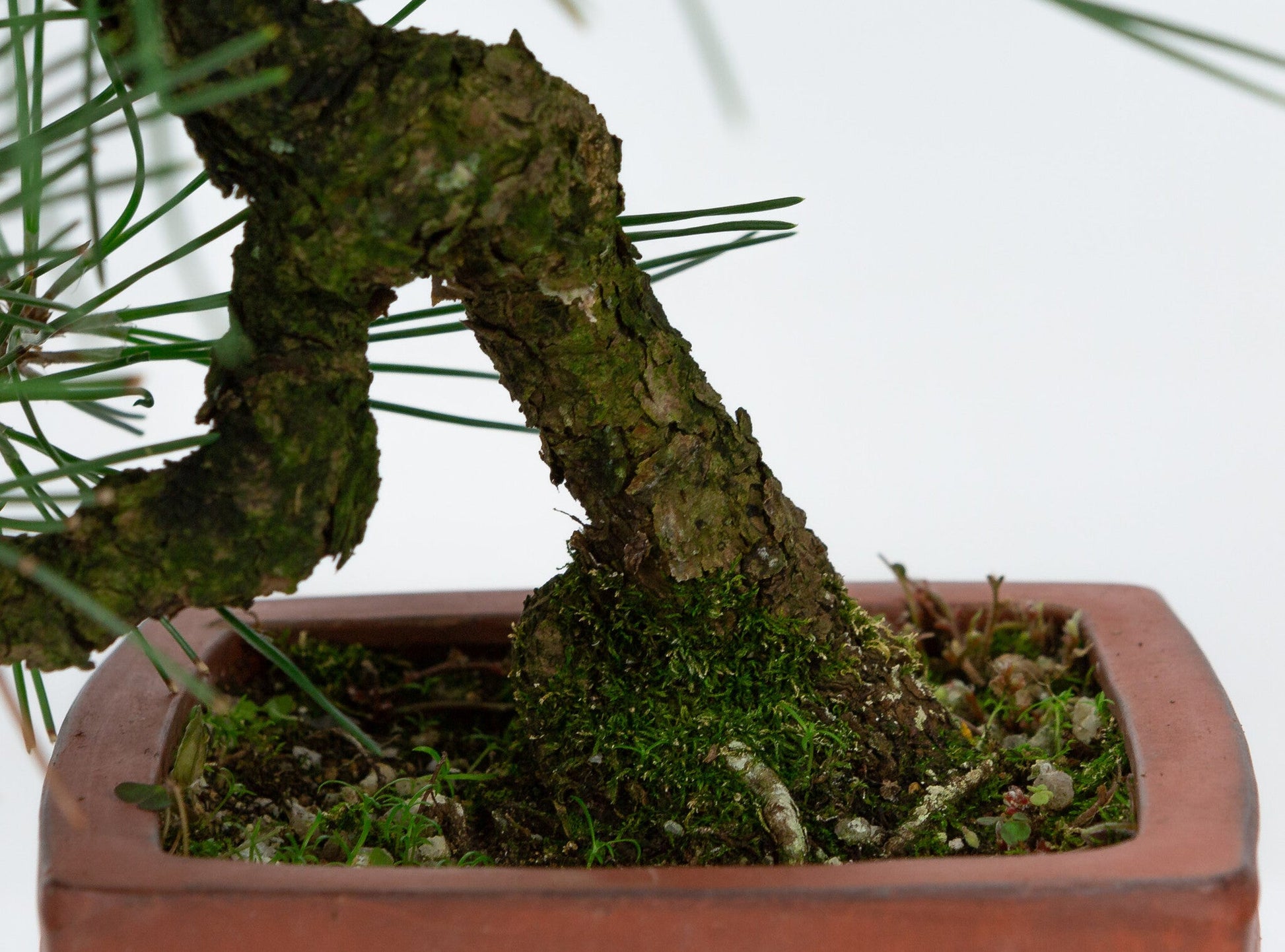 Outdoor Bonsai Pinus thunbergii unglazed quadrangular pot 11cm, height ~35cm