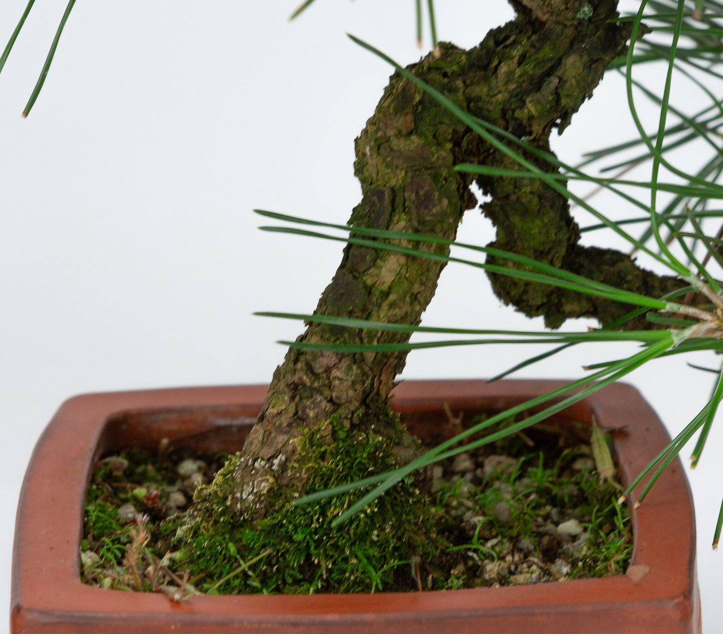 Outdoor Bonsai Pinus thunbergii unglazed quadrangular pot 11cm, height ~35cm
