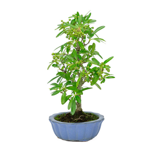 Buiten Bonsai Pyracantha licht blauwe ronde pot 15cm, hoogte ~34cm