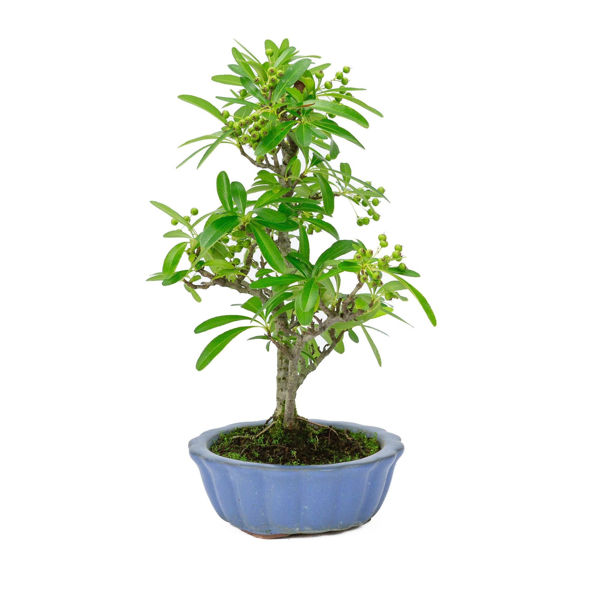 Buiten Bonsai Pyracantha licht blauwe ronde pot 15cm, hoogte ~34cm