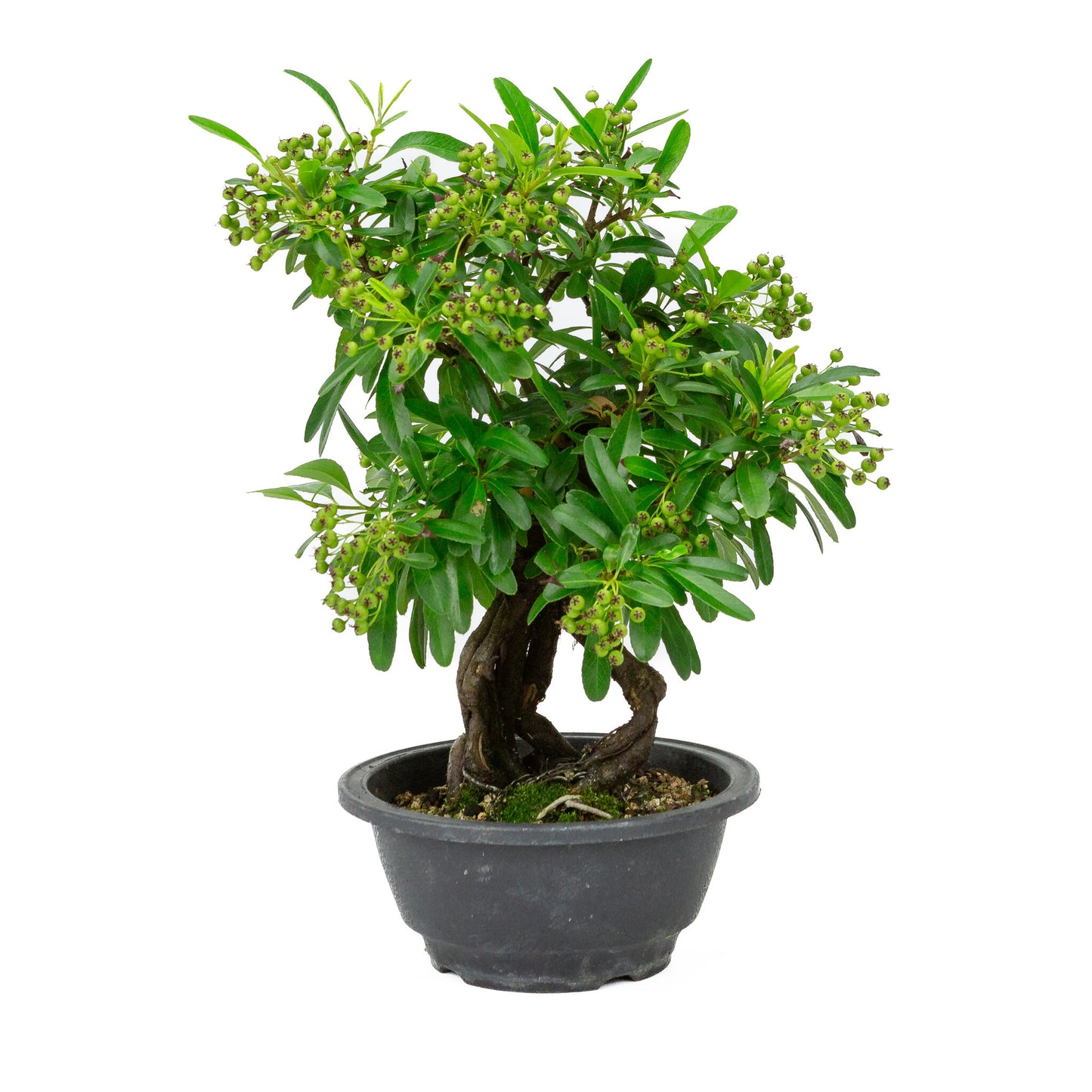Buiten Bonsai Pyracantha plastic pot 16cm, hoogte ~32cm