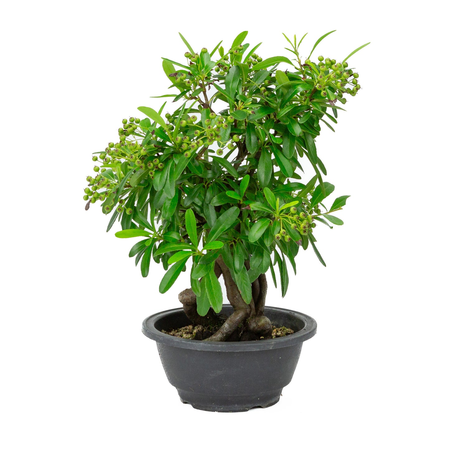 Buiten Bonsai Pyracantha plastic pot 16cm, hoogte ~32cm