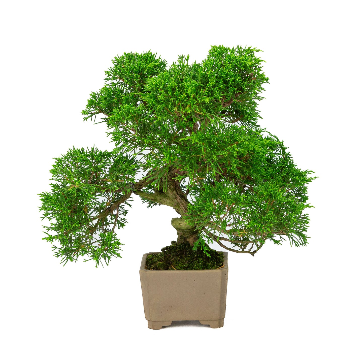 Buiten Bonsai Juniperus chinensis ongeglazuurde vierkant 10cm, hoogte ~33cm