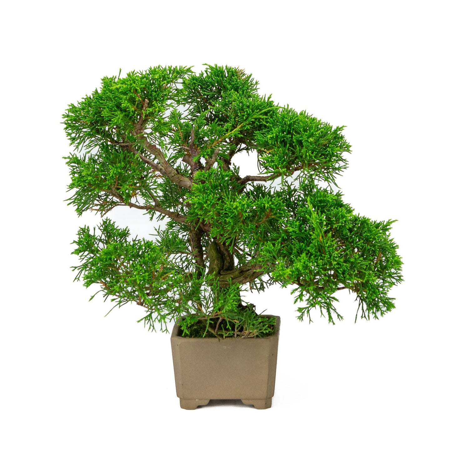 Outdoor Bonsai Juniperus chinensis unglazed square 10cm, height ~33cm