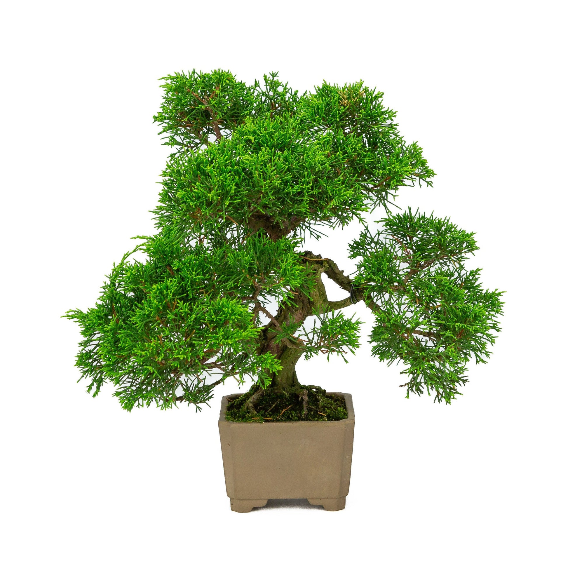 Outdoor Bonsai Juniperus chinensis unglazed square 10cm, height ~33cm