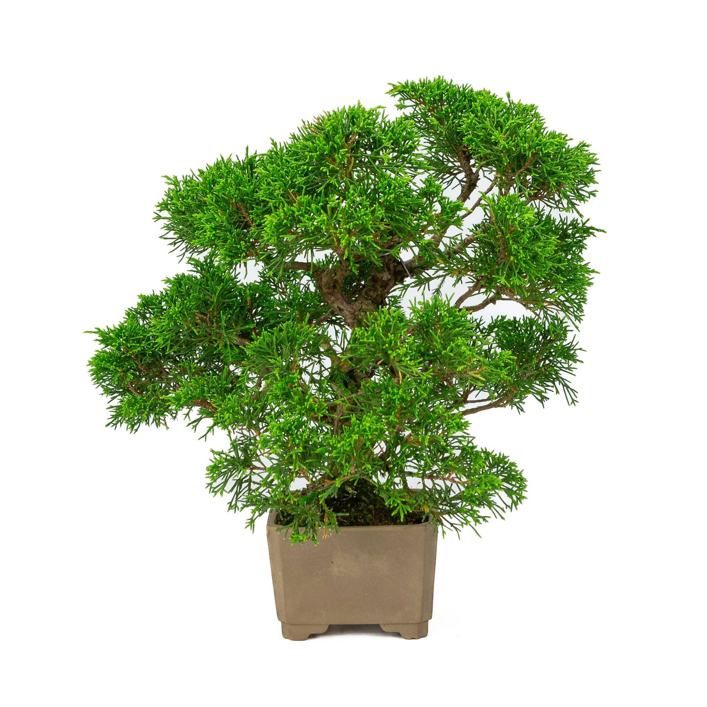 Buiten Bonsai Juniperus chinensis ongeglazuurde vierkant 10cm, hoogte ~33cm