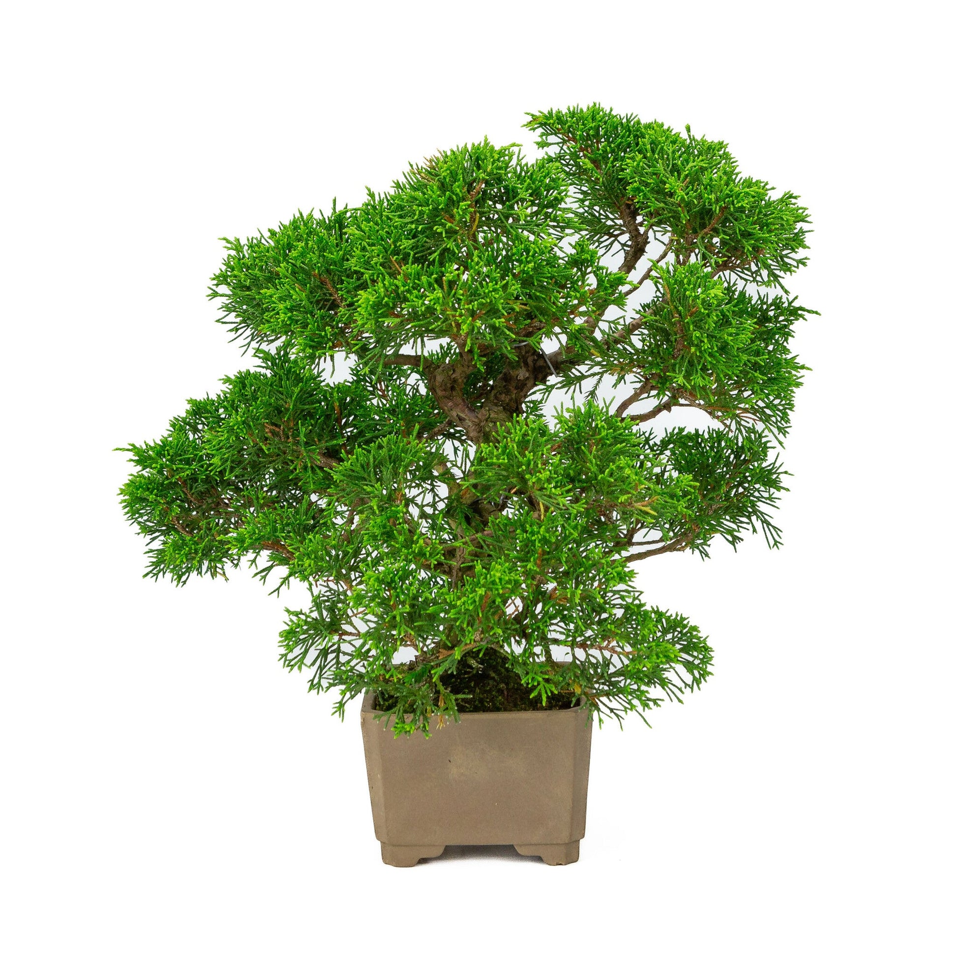 Outdoor Bonsai Juniperus chinensis unglazed square 10cm, height ~33cm