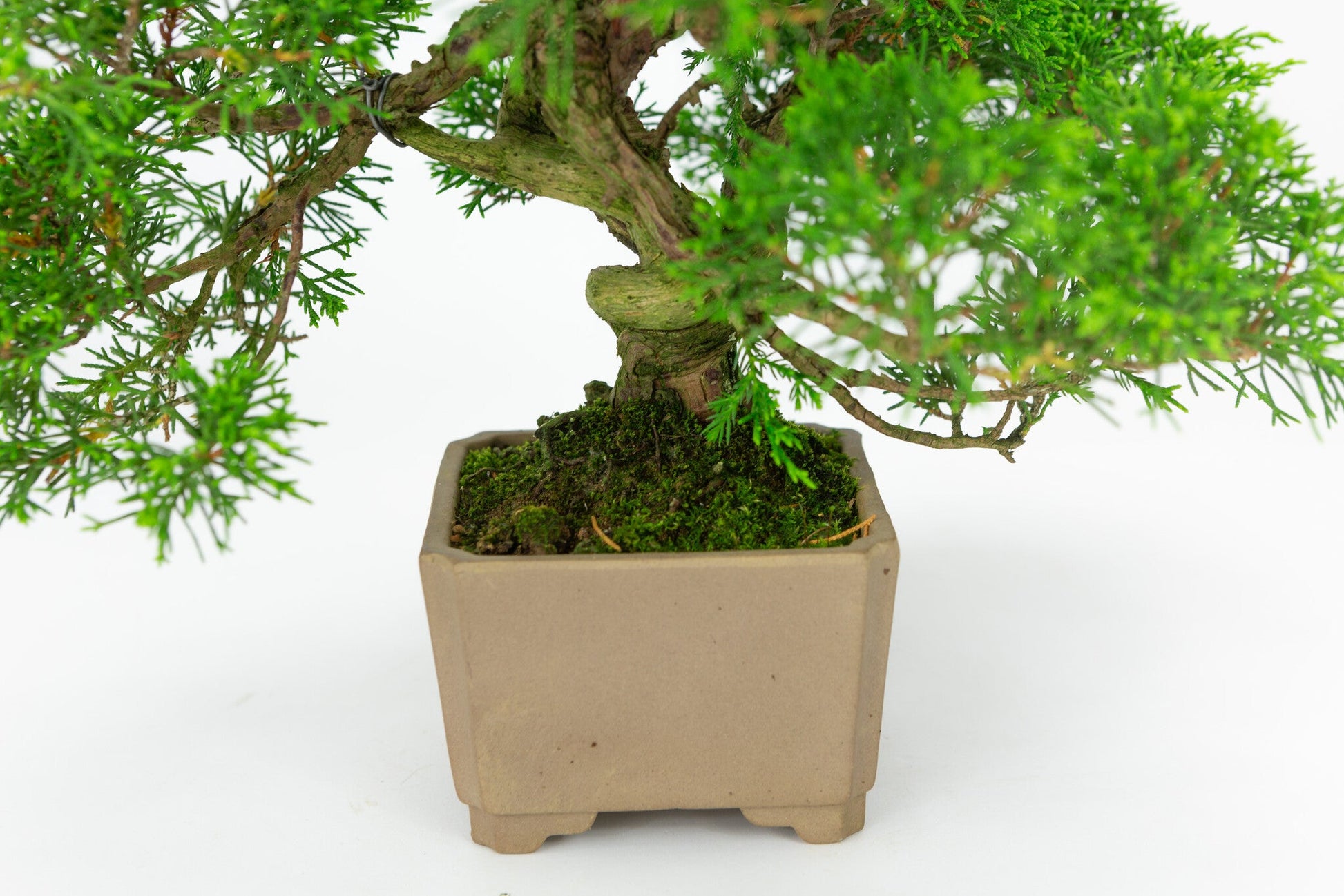 Outdoor Bonsai Juniperus chinensis unglazed square 10cm, height ~33cm