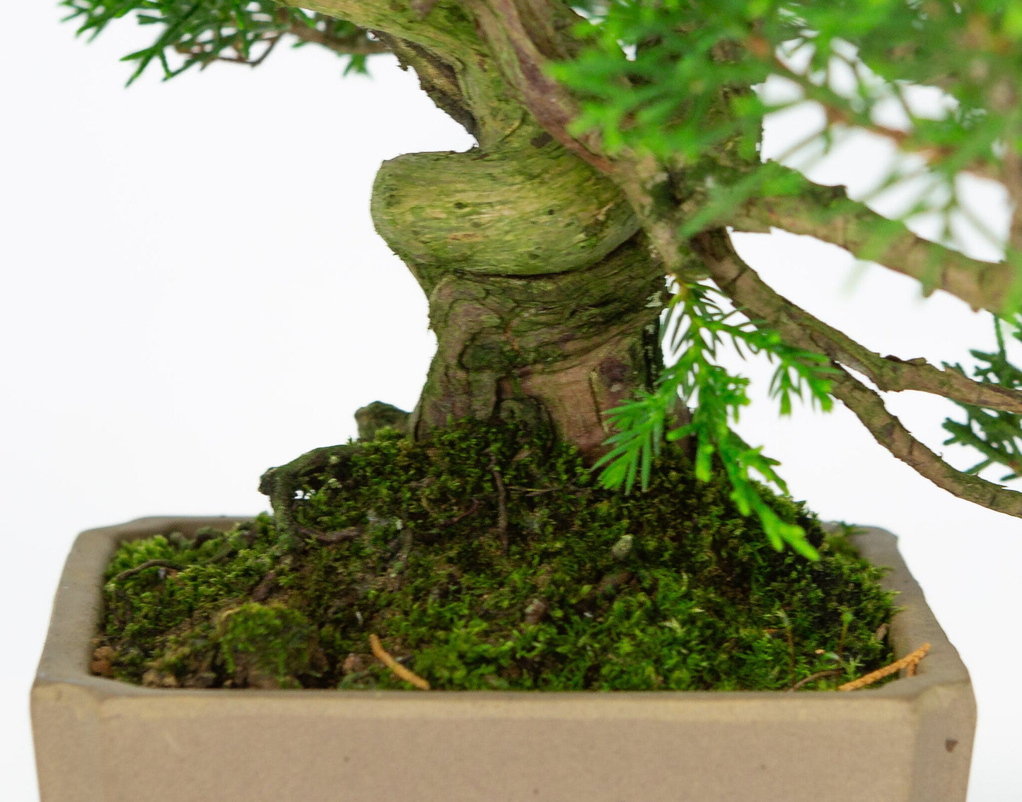 Outdoor Bonsai Juniperus chinensis unglazed square 10cm, height ~33cm