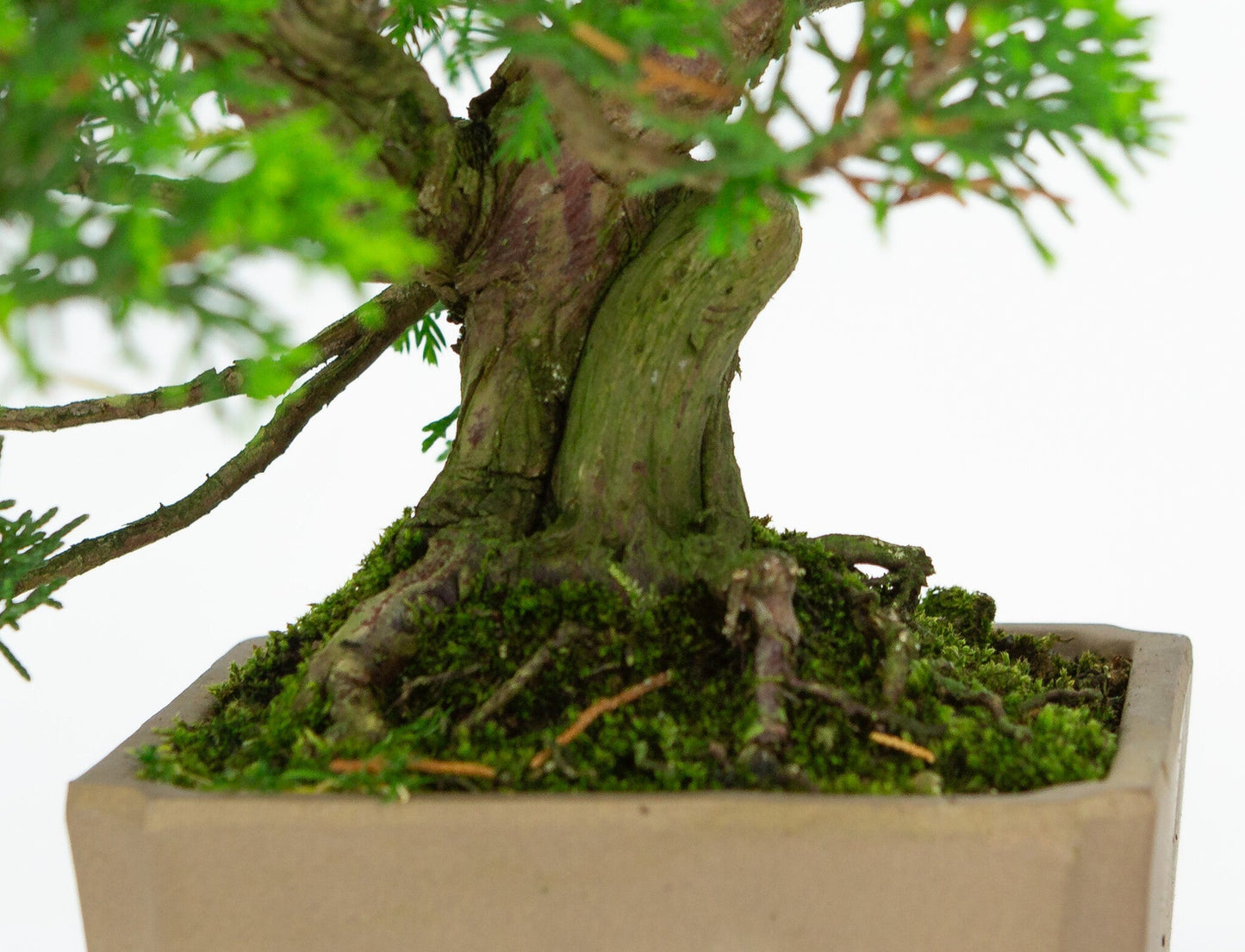 Outdoor Bonsai Juniperus chinensis unglazed square 10cm, height ~33cm
